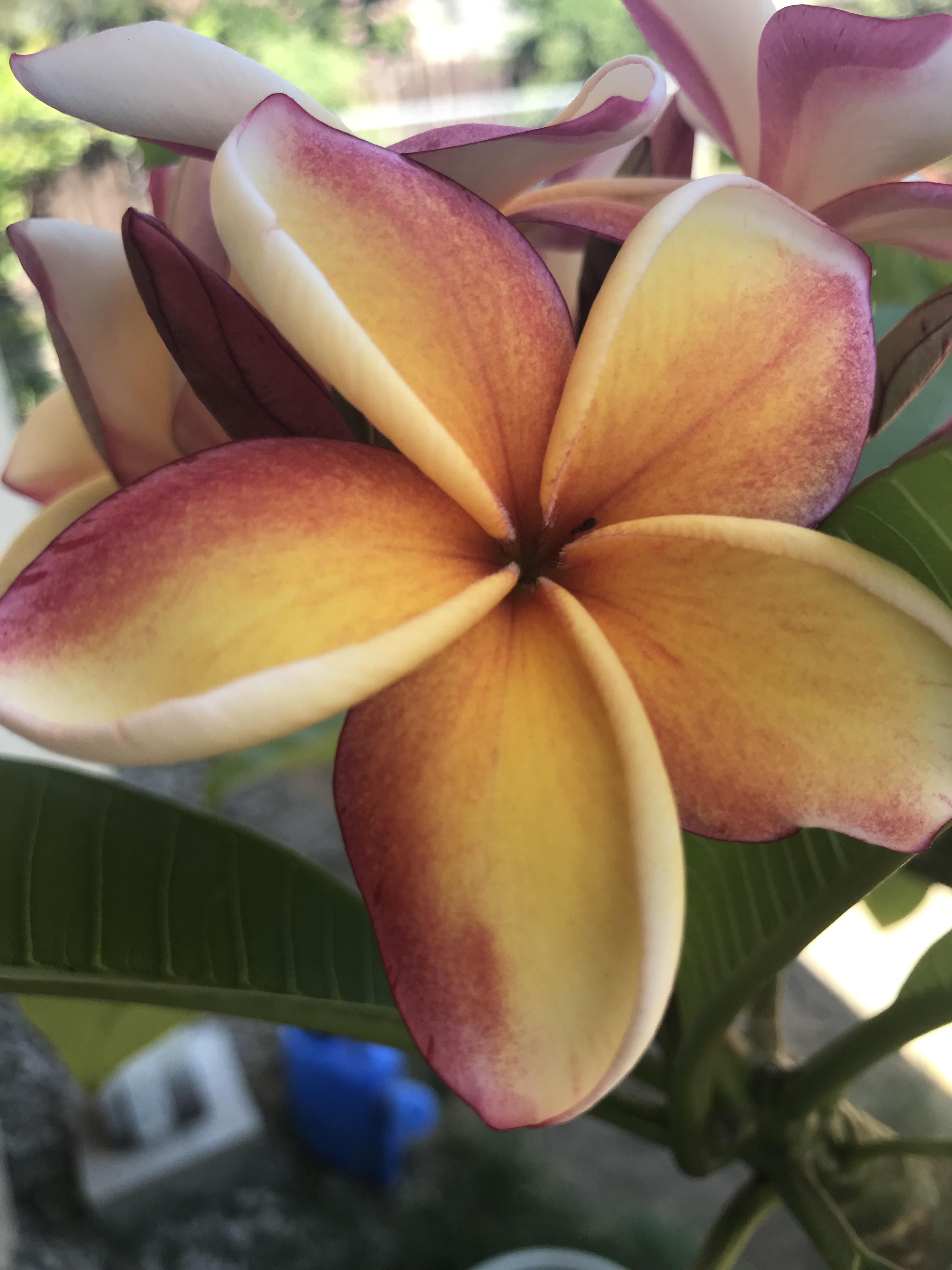 What are these brown spots on my plumeria leaves? Plumeria