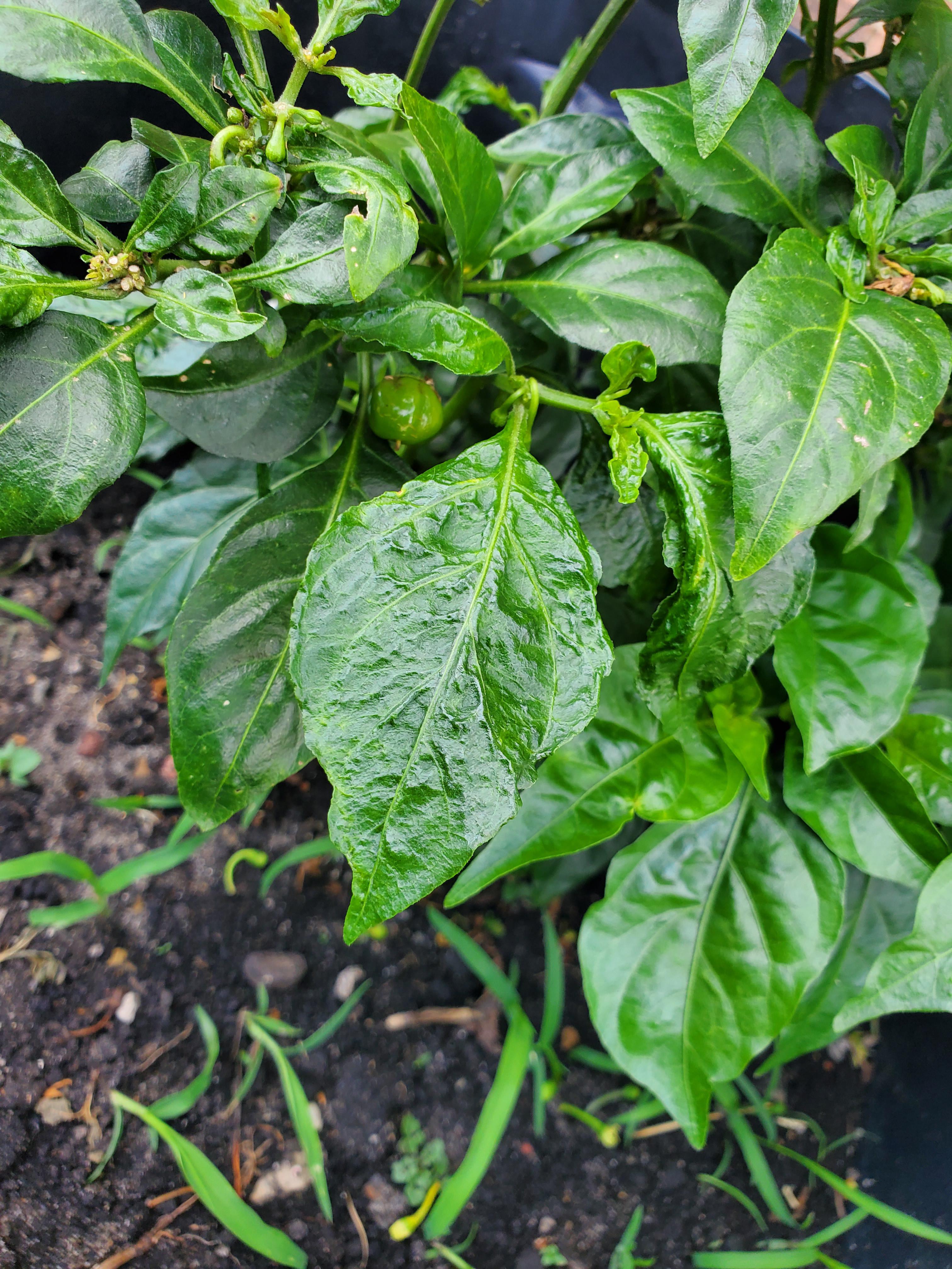 Im trying to figure out why my habanero leaves are all strange. r