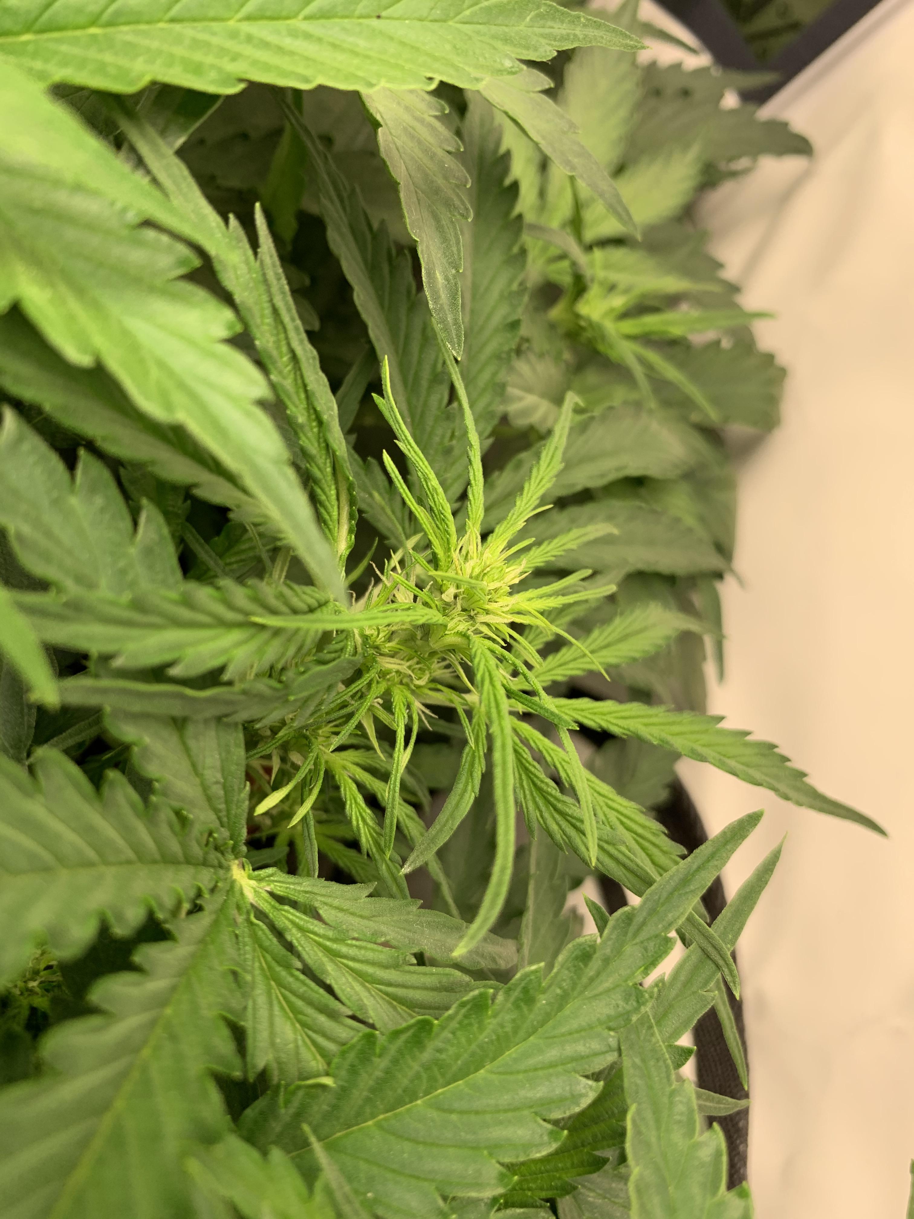 Should I add a pk booster to the nute mix? Growing in soil with