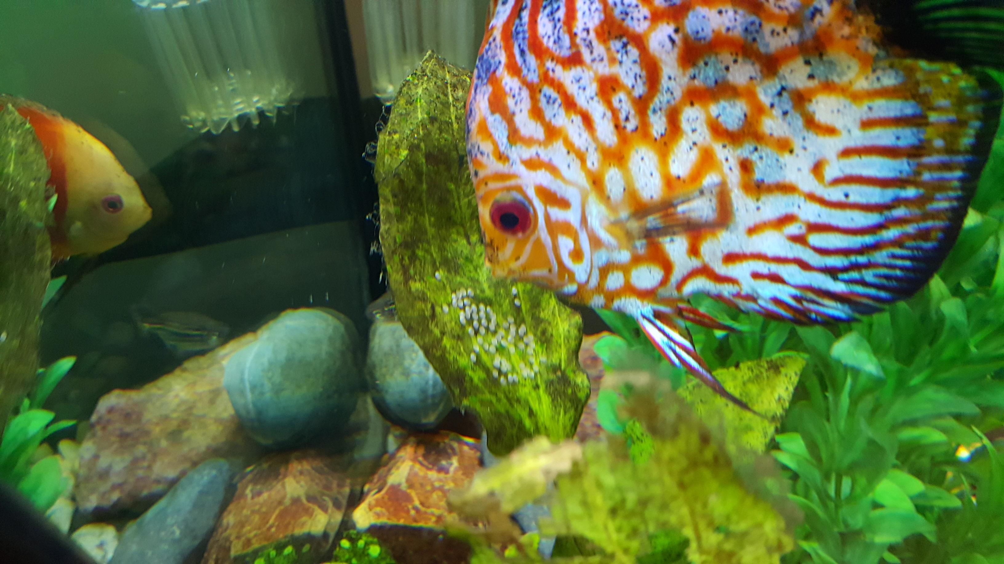 What To Feed Discus Fry
