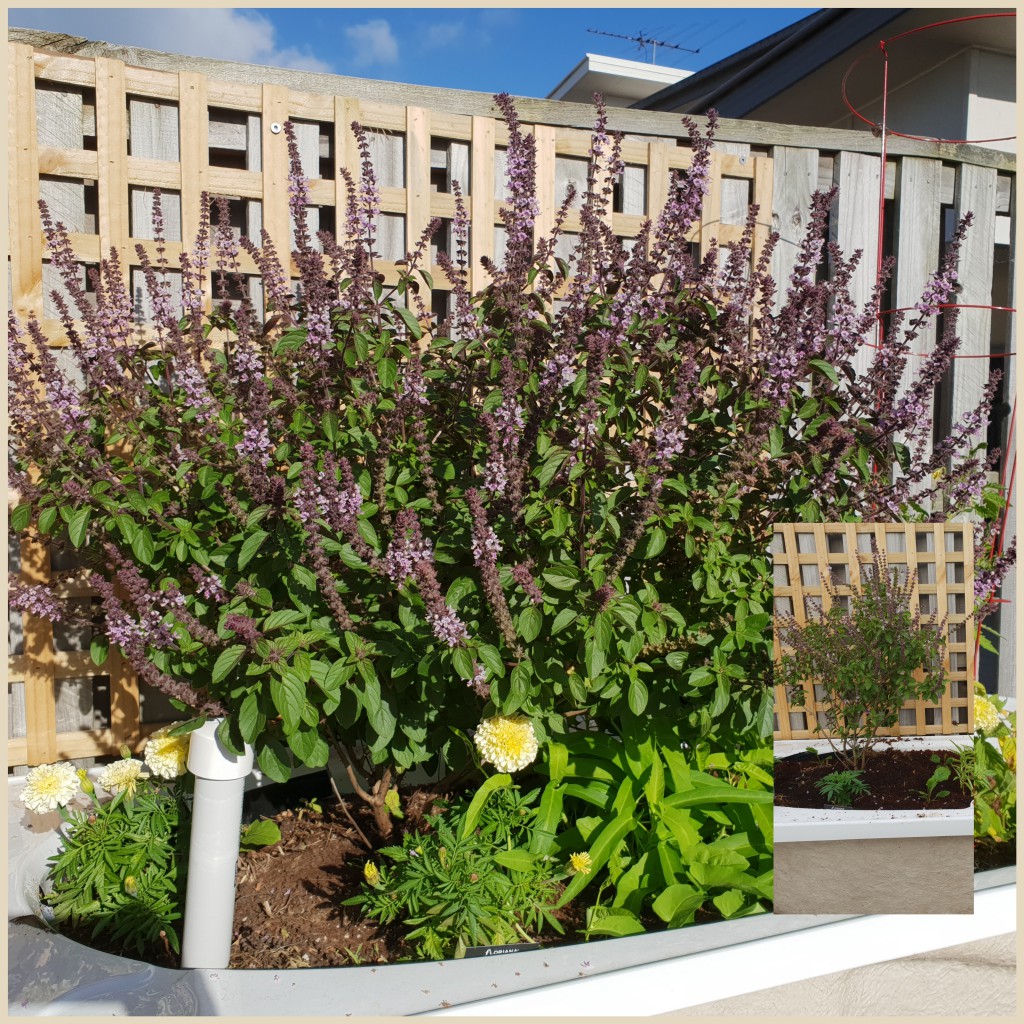 Was worried about this Thai Basil, infested with scale and ants. Turns