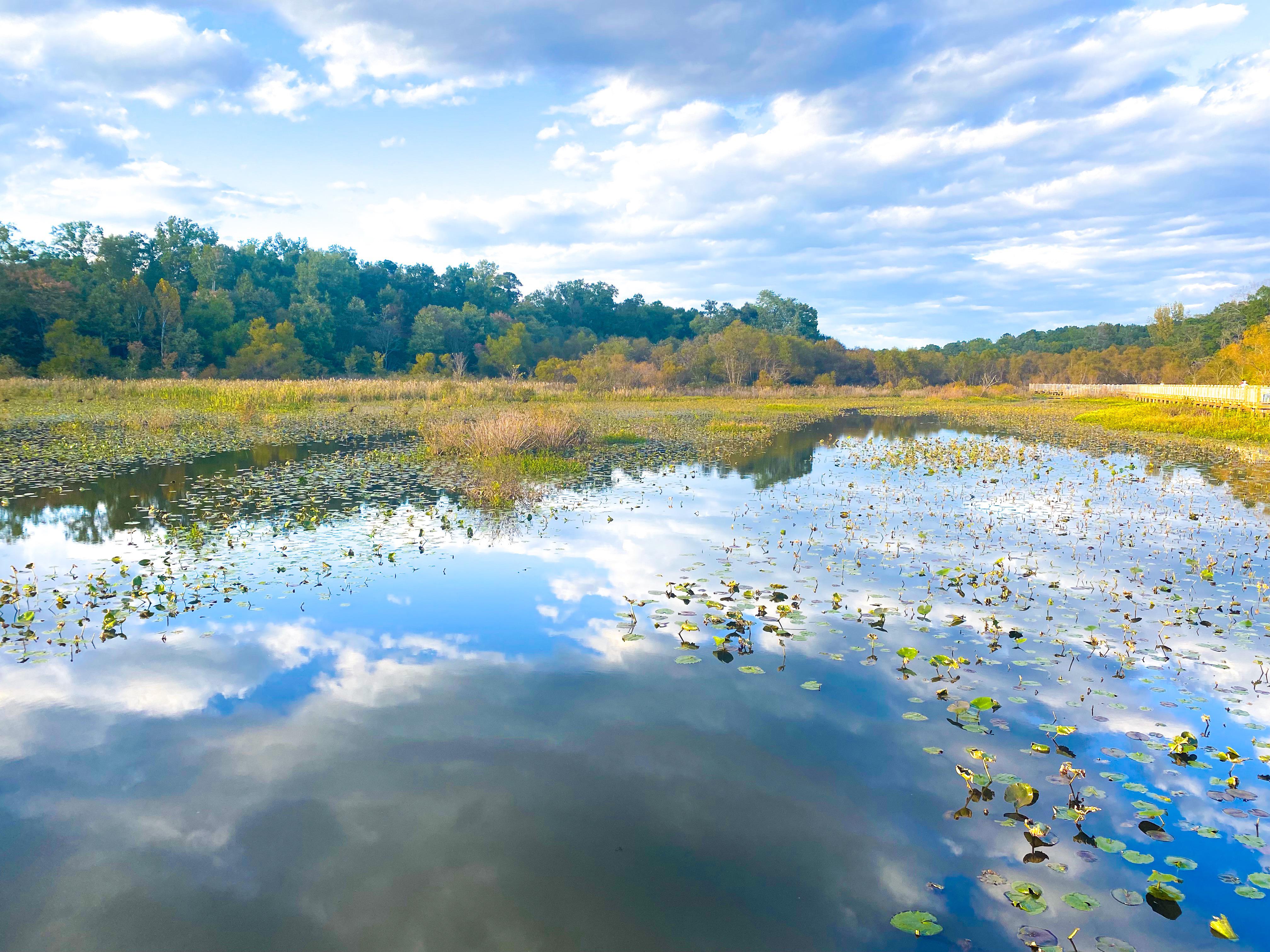 Tuckahoe Creek is seriously like a whole other world. r/rva