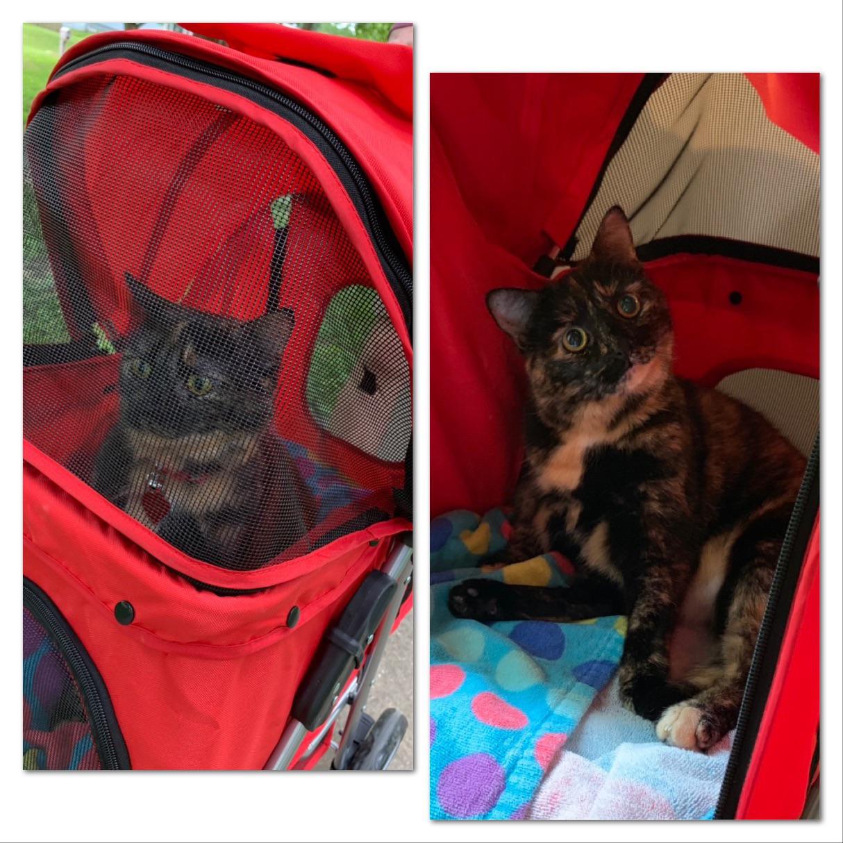 What do you get for the cat that hates leashes? Pam loves her new