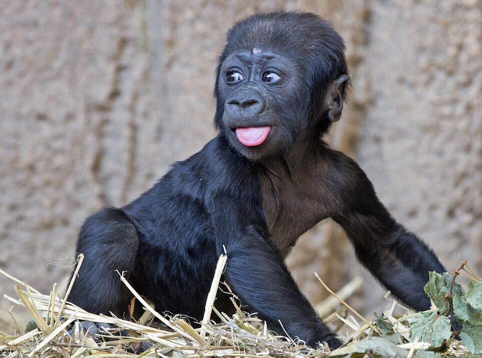 In other news, here's a photo of a baby gorilla. r/aww