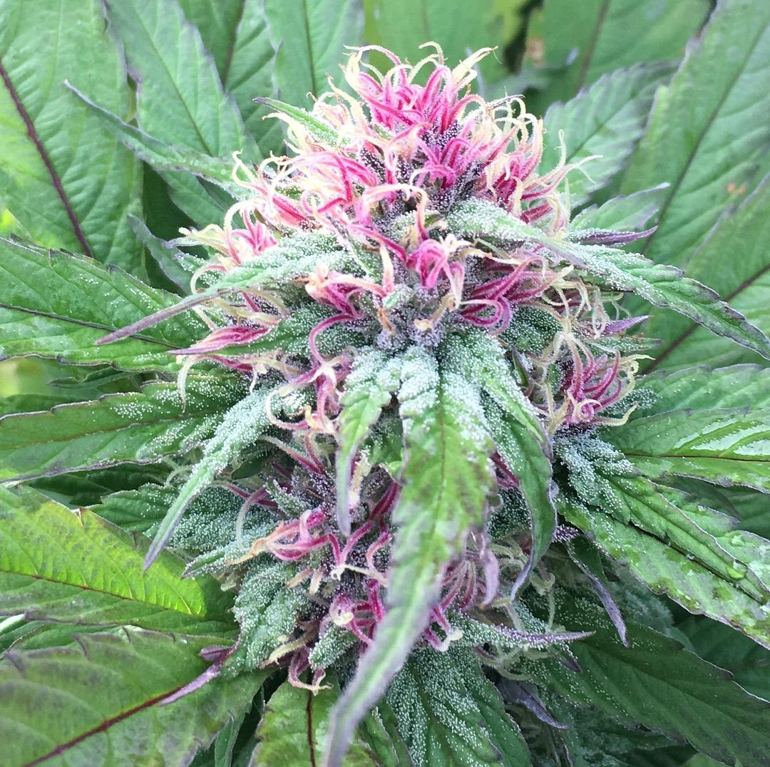 My Purple Passion flower at its prettiest, a couple of weeks ago