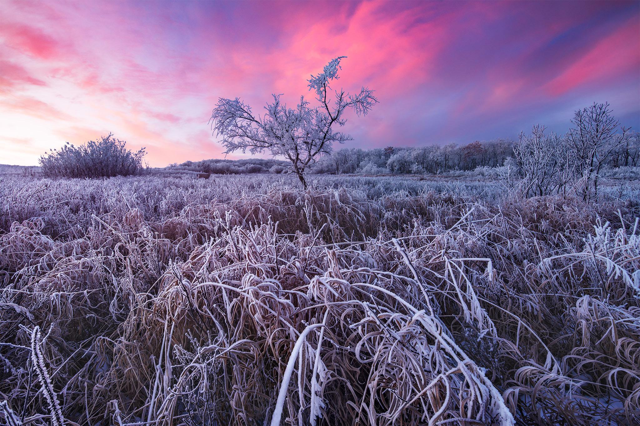 Frosty sunrise r/saskatchewan