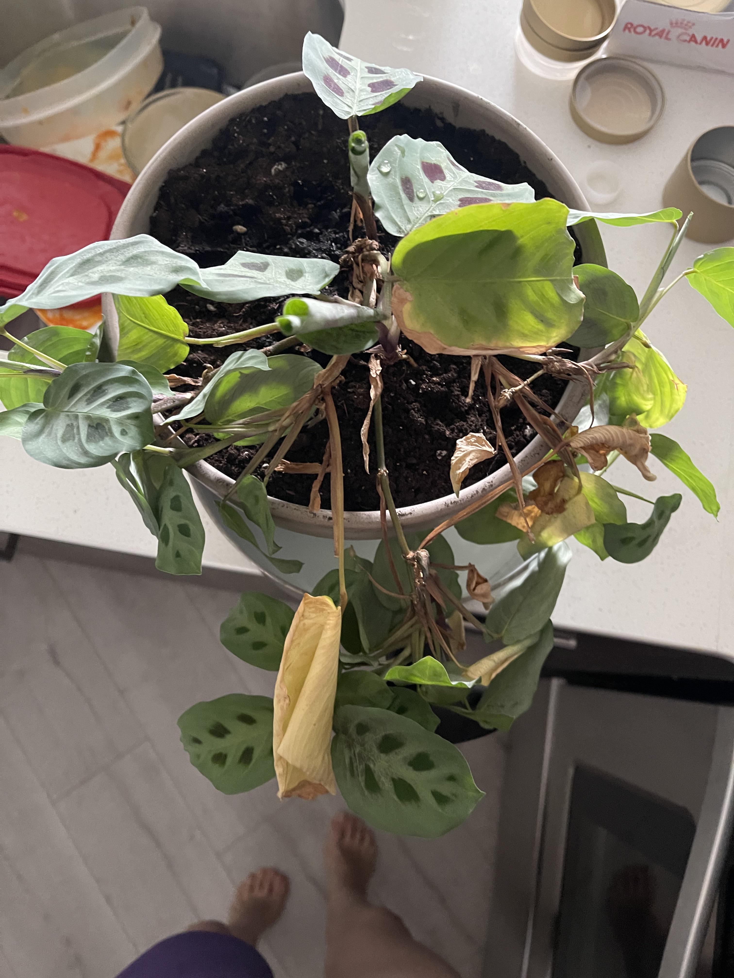Prayer Plant is Failing, Overwatered? r/plantclinic
