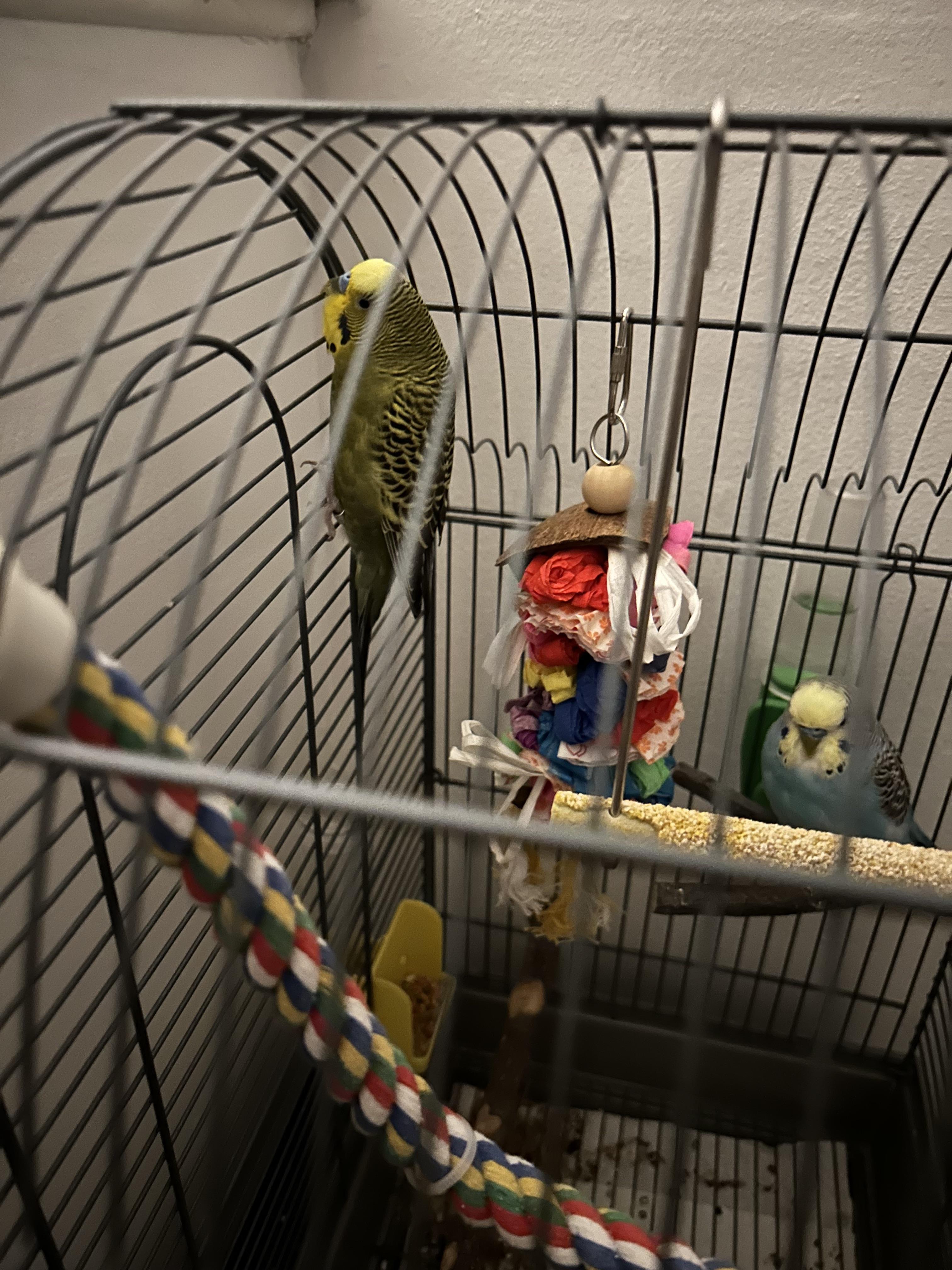 Why is my bird doing this have had him for almost a year now and