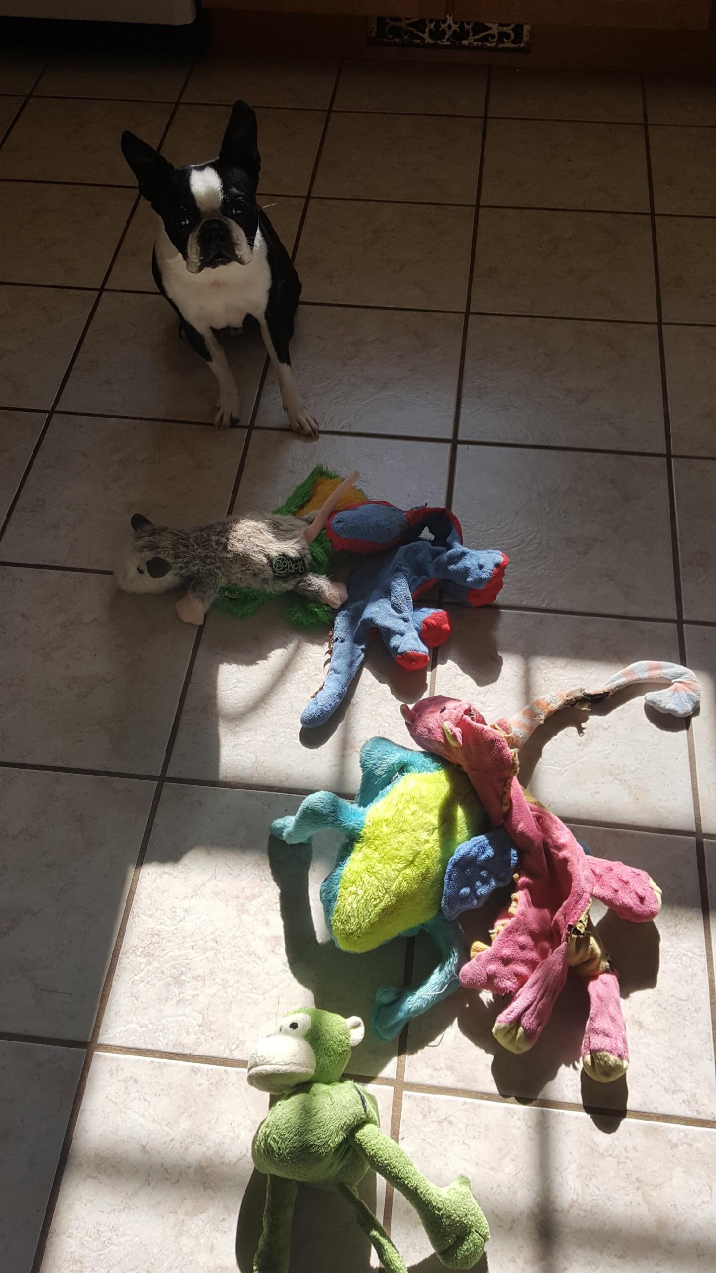 Wally often feels that his toys need to sun bathe just as he likes to