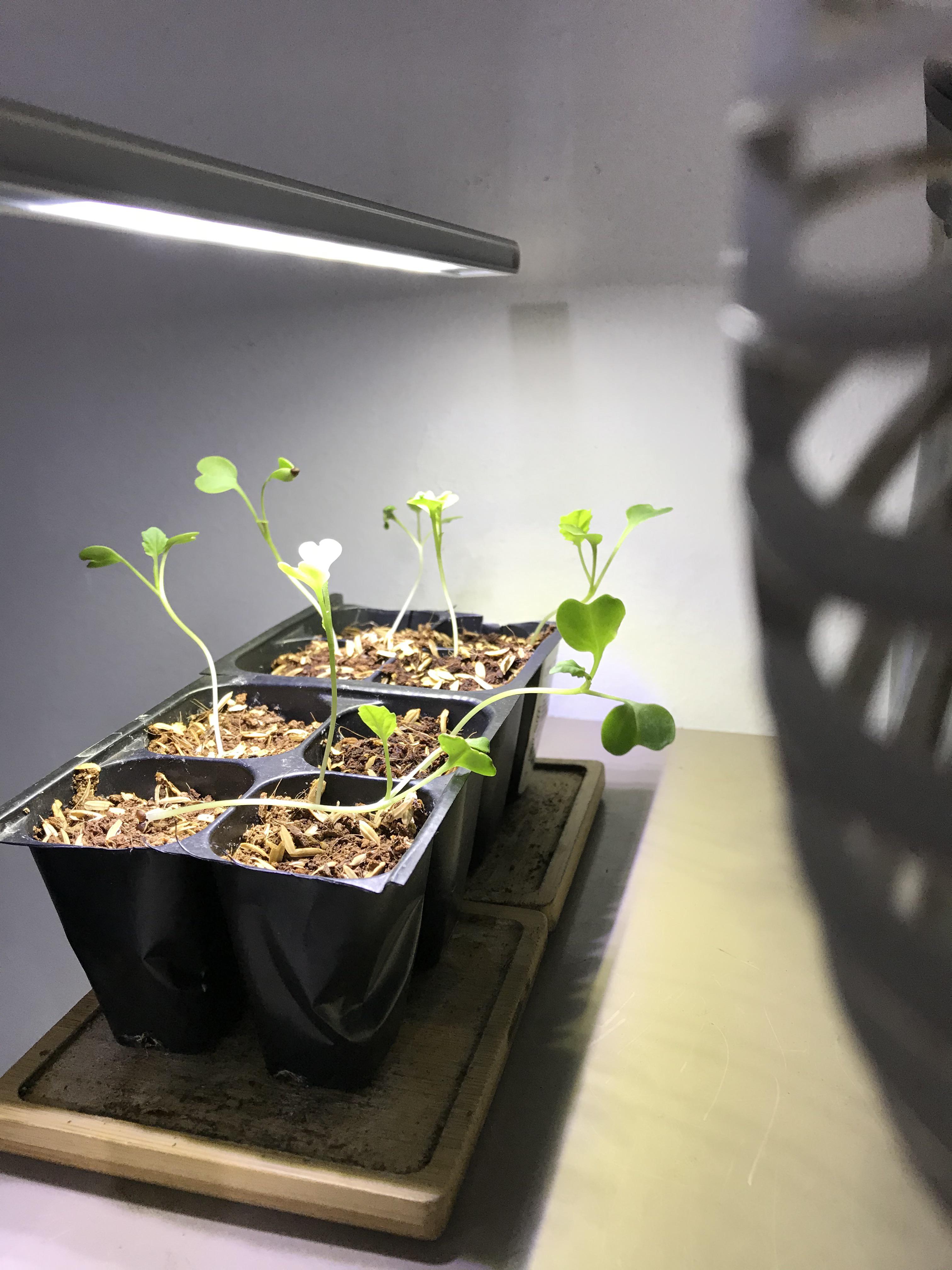 Are these broccoli too leggy? Didn’t notice they sprouted n didn’t put