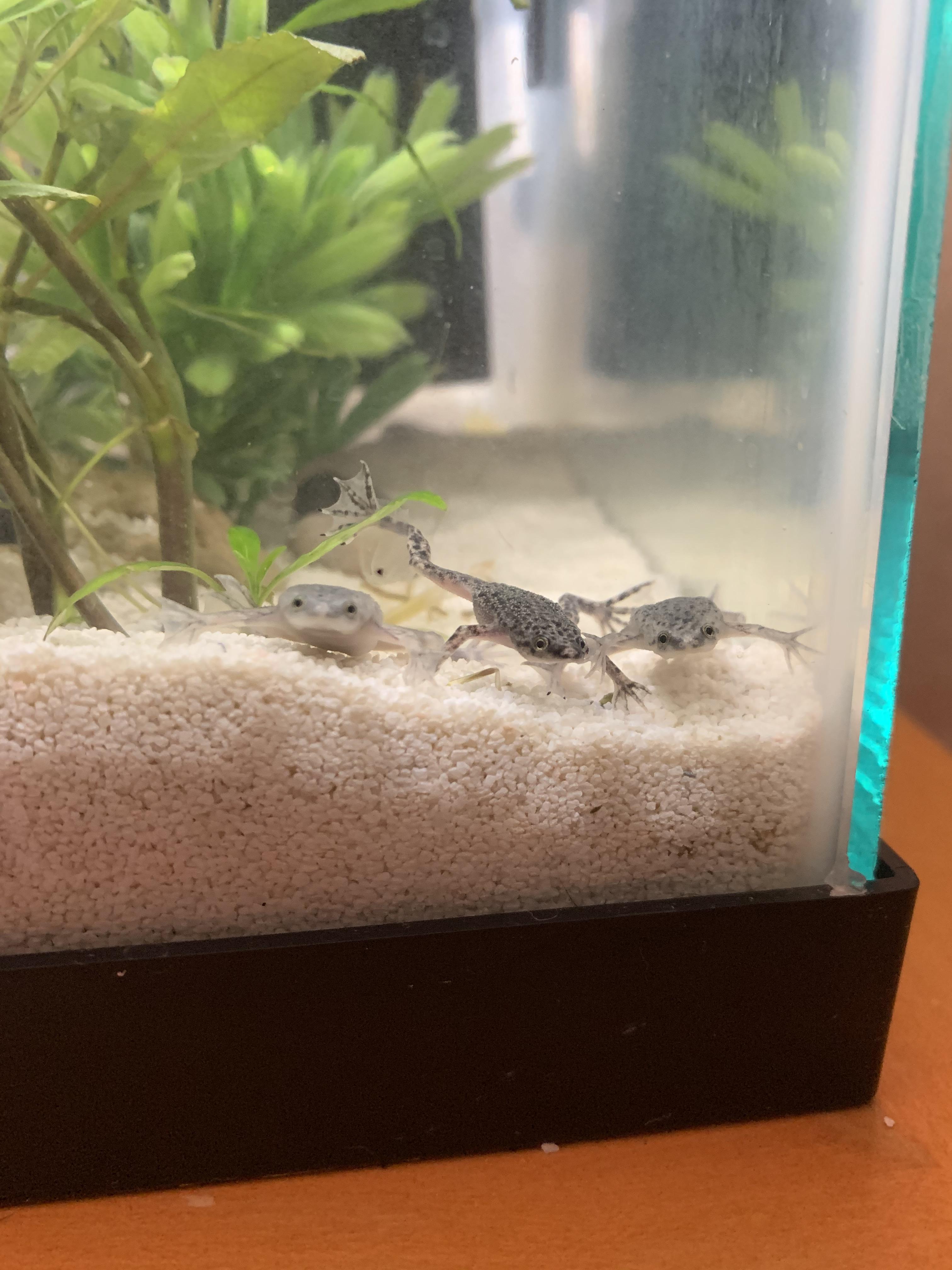 My African dwarf frogs say hi r/frogs