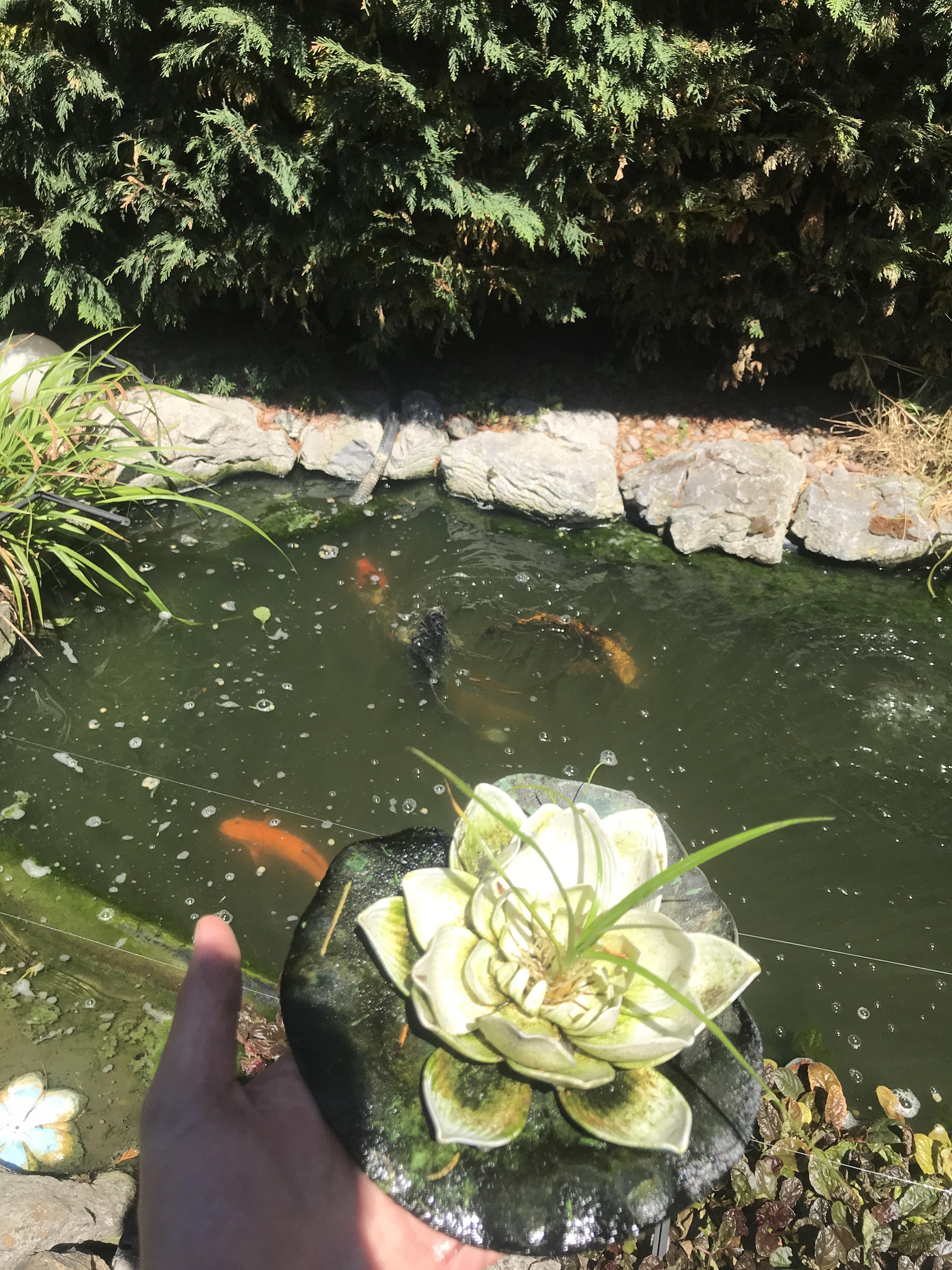 This artificial Lily Pad in my pond now has a real plant growing out of