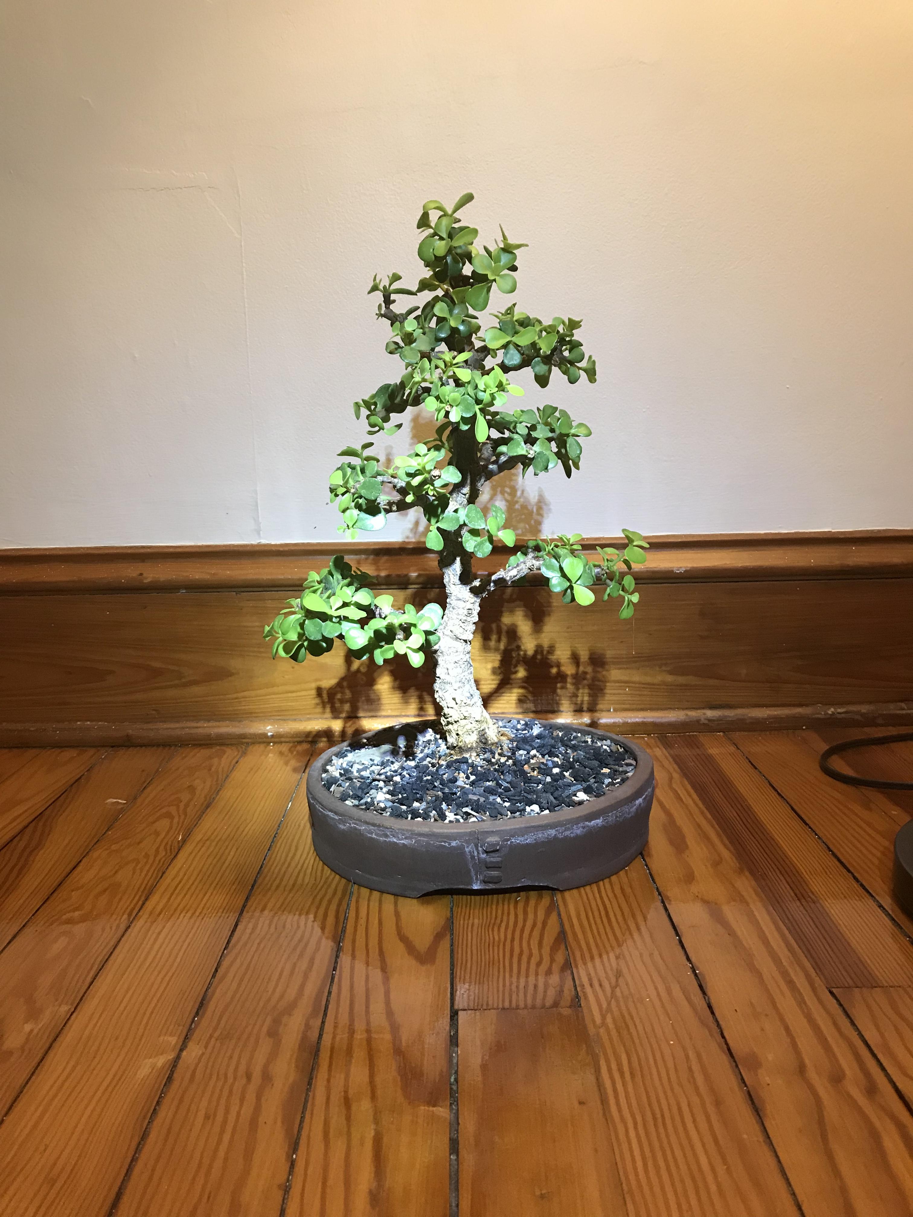 portulacaria afra [ cork bark ] r/Bonsai