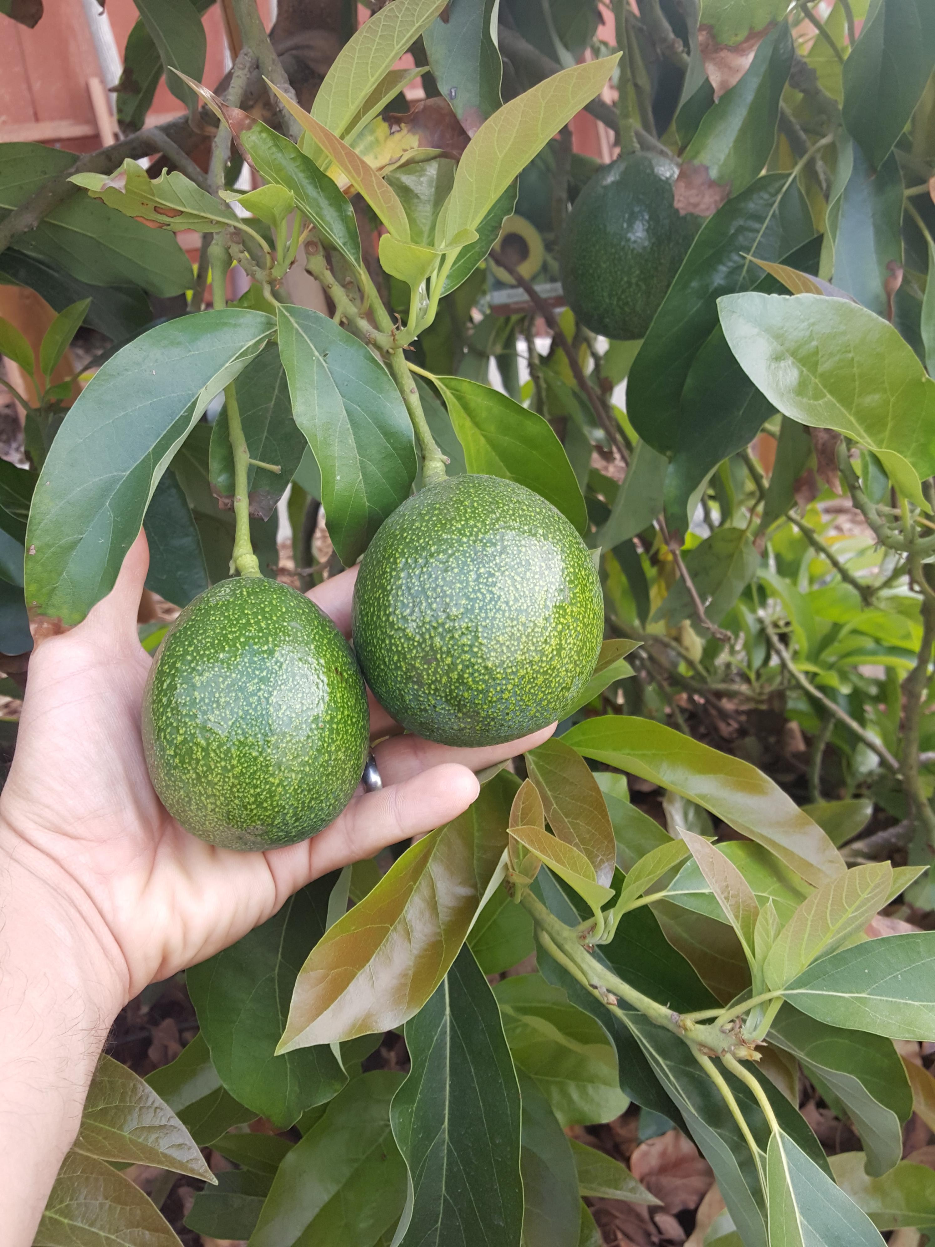 Reed Avocado. Ready to pick? r/gardening