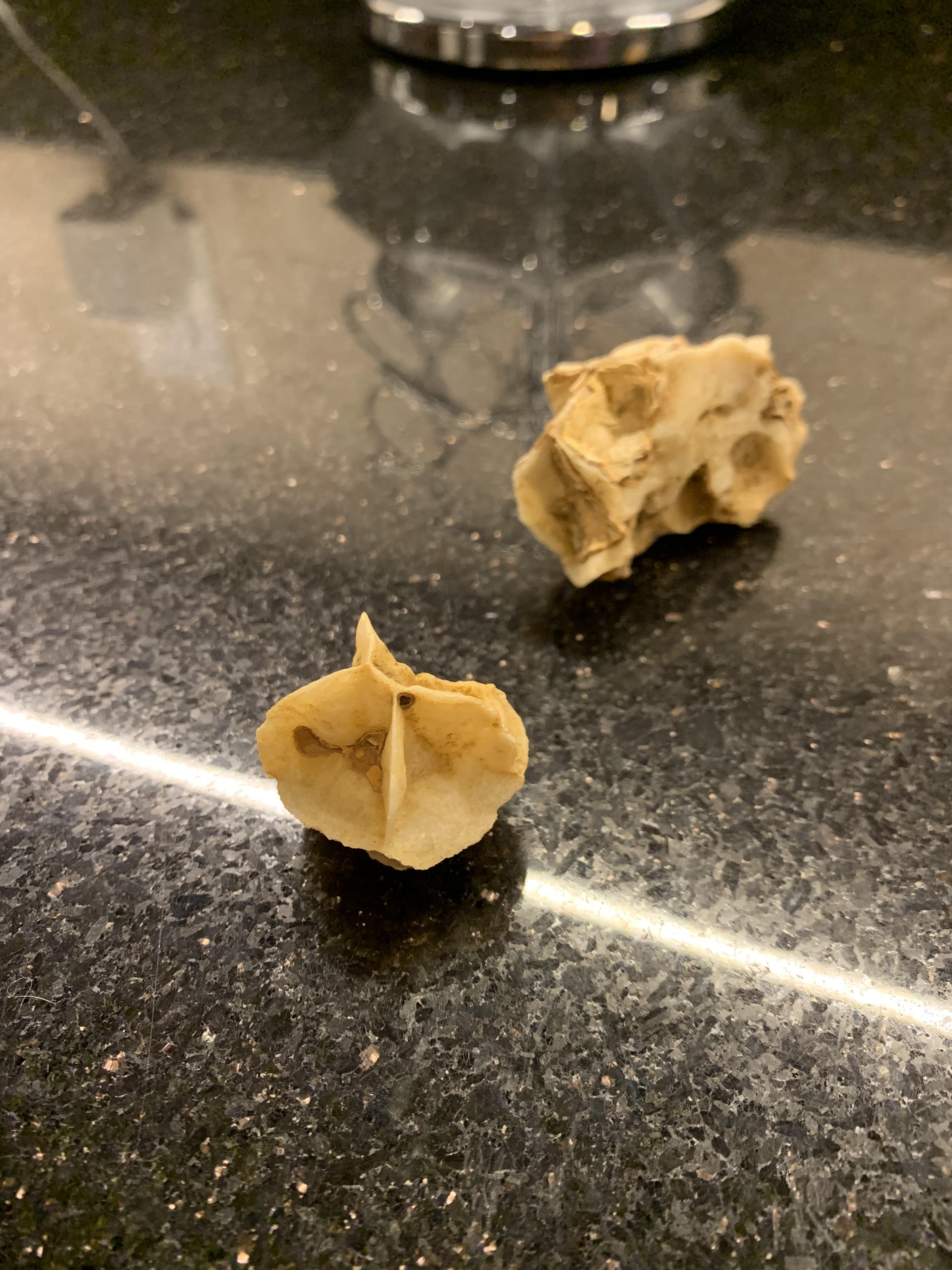 Found in Big Bend in south Texas! Crystals are present. It is heavier