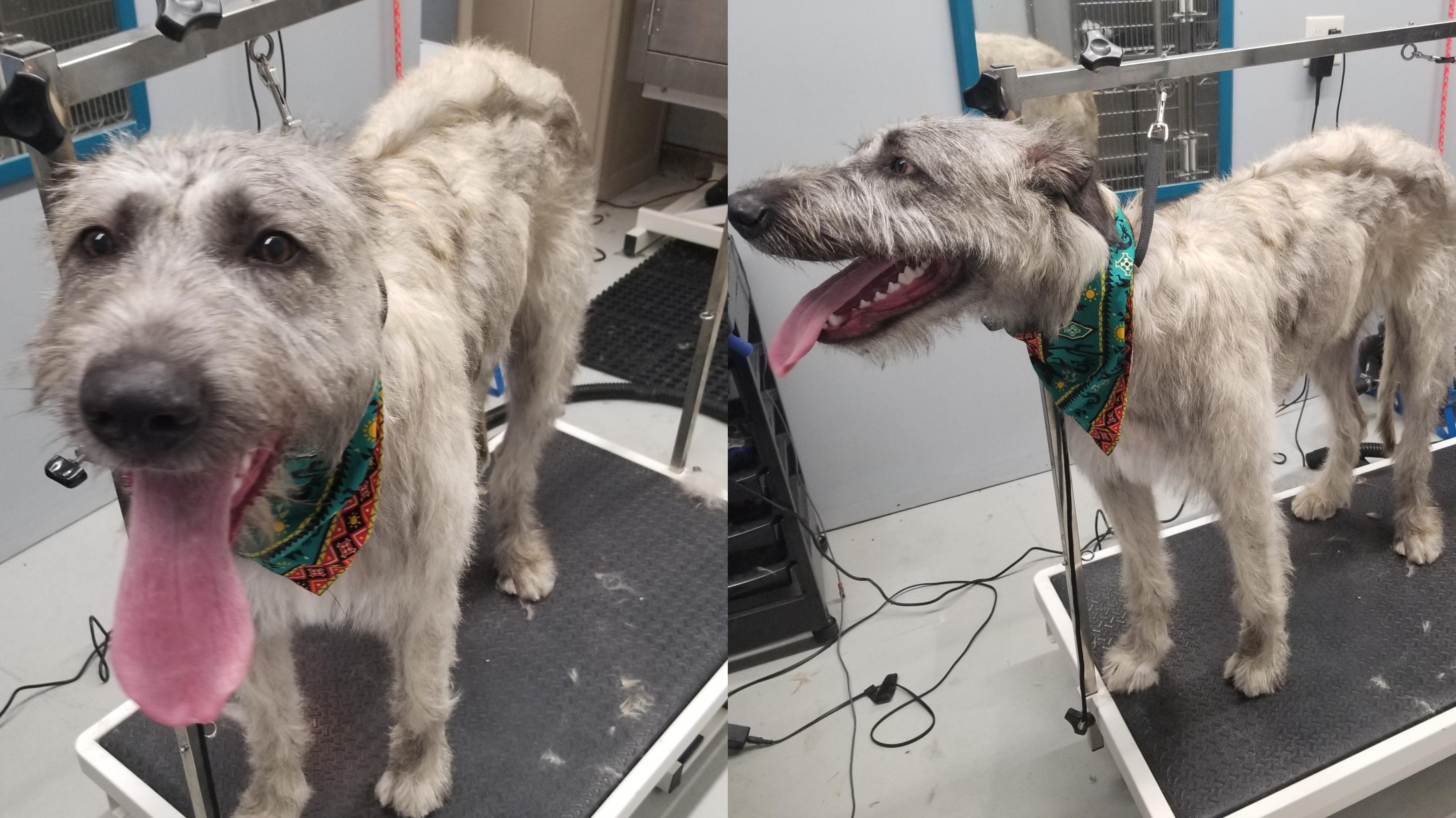 I feel AWFUL, but I had to tell this owner of an Irish Wolfhound