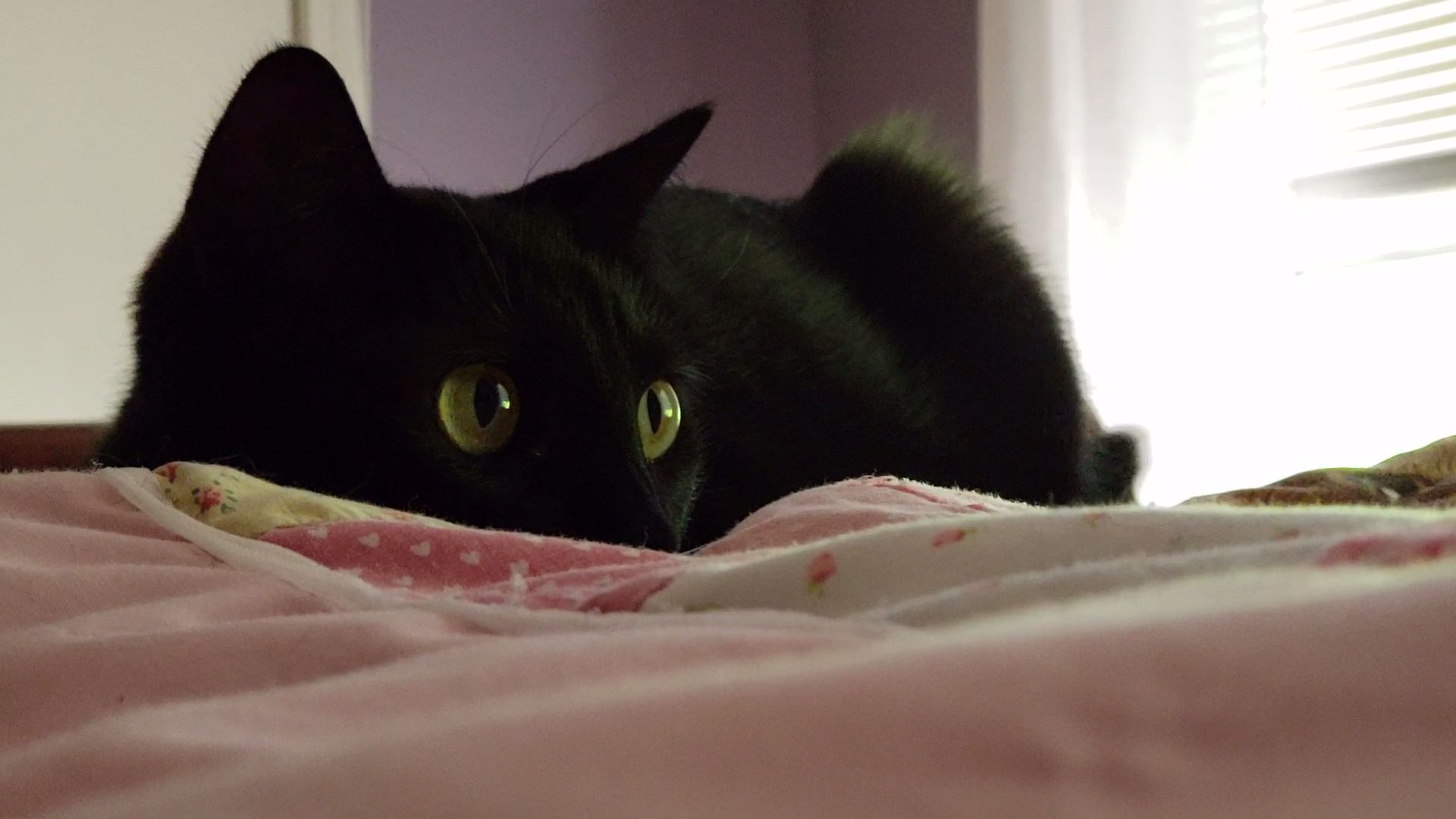 My cat jasmine after a nap r/DisneyEyes