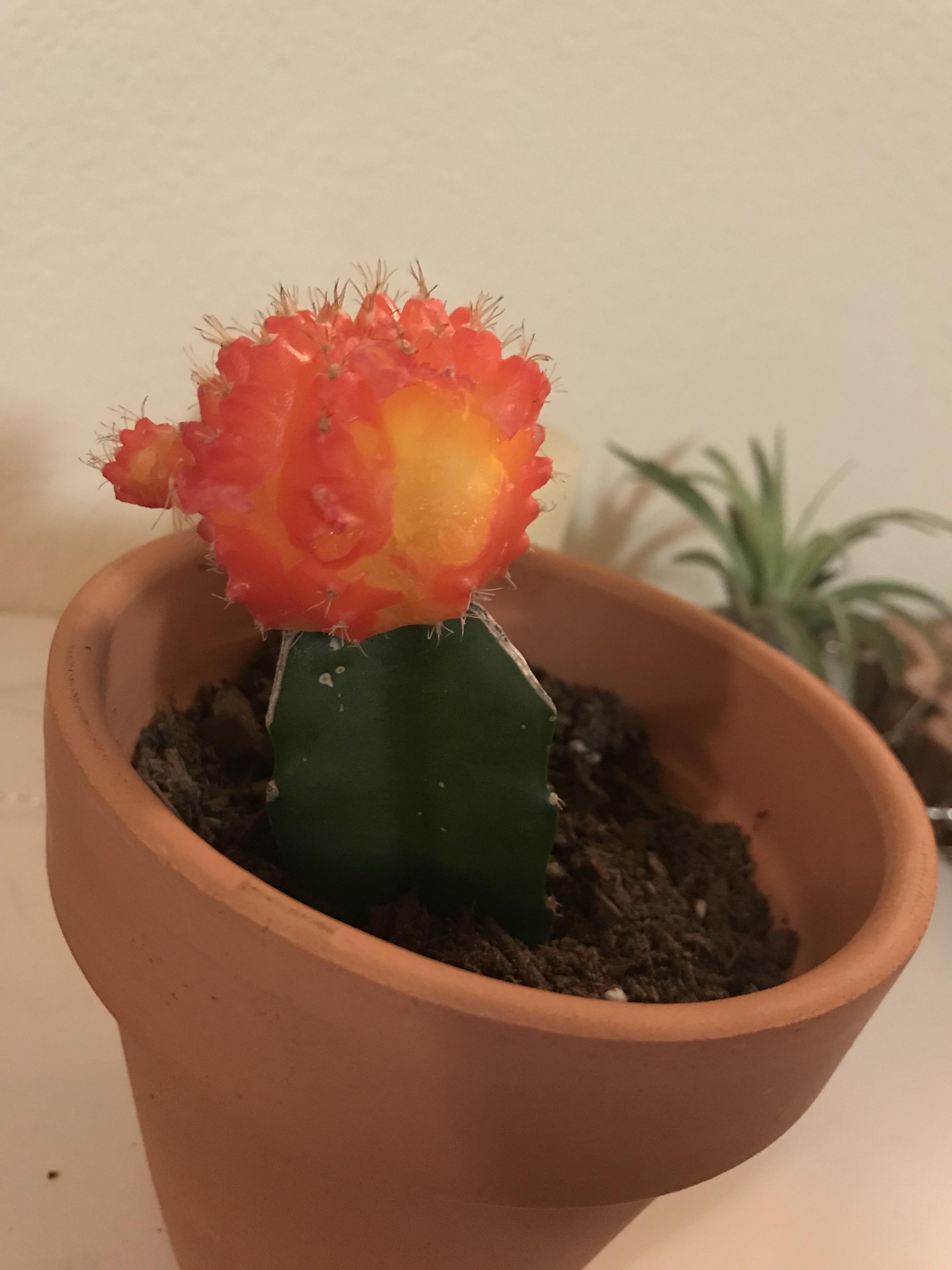 My cactus became a tasty snack for my cat... r/succulents