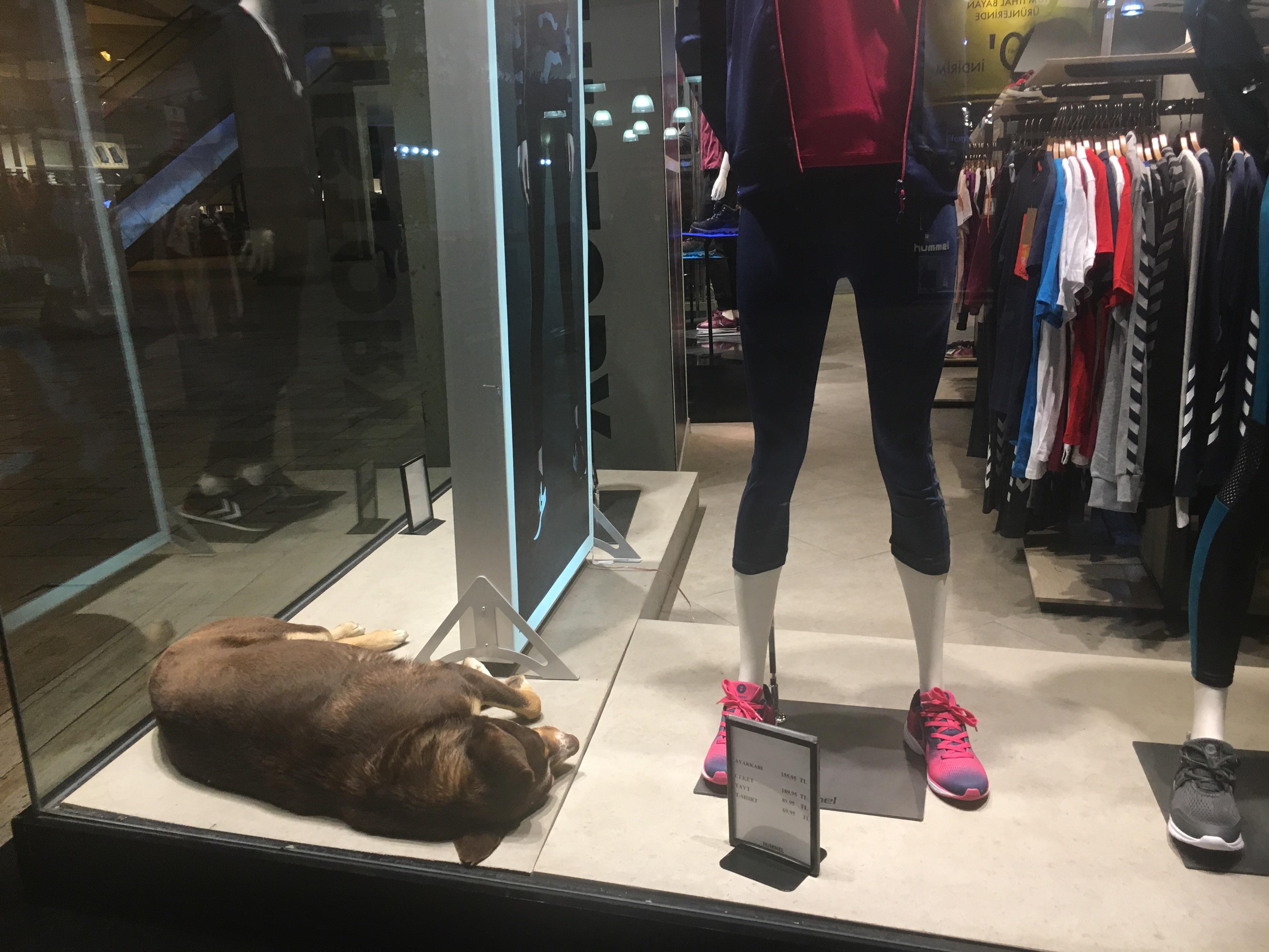 Dog sleeping in a window display in turkey. Store workers let him stay