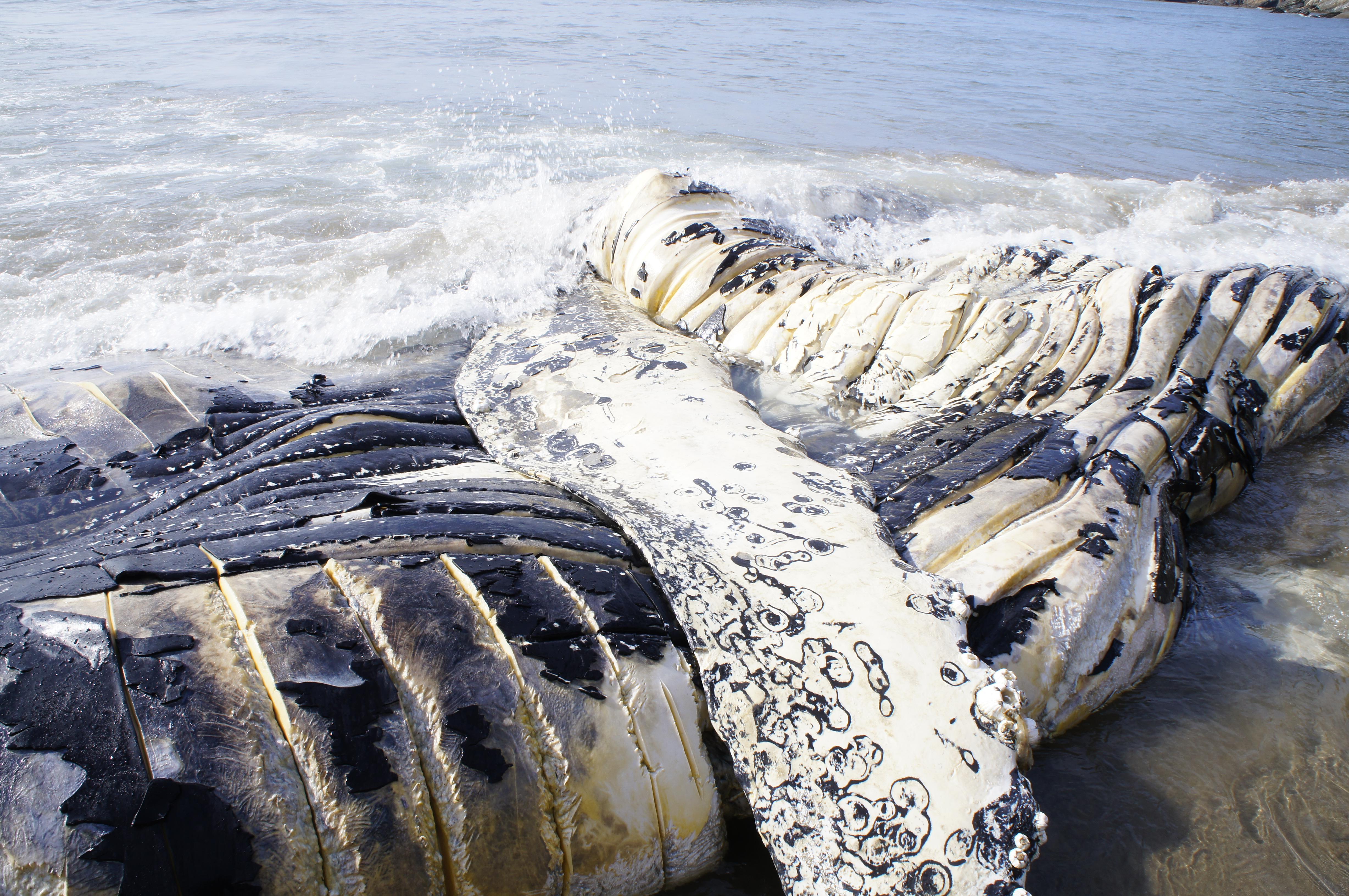 Stumbled across a whale carcass at Seaside, OR. What would cause this
