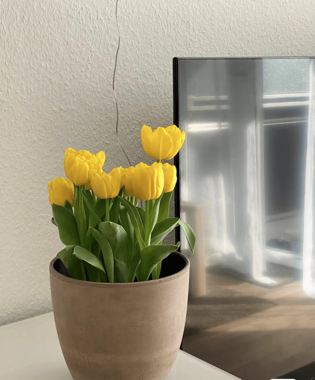 Newly purchased potted plants r/plants