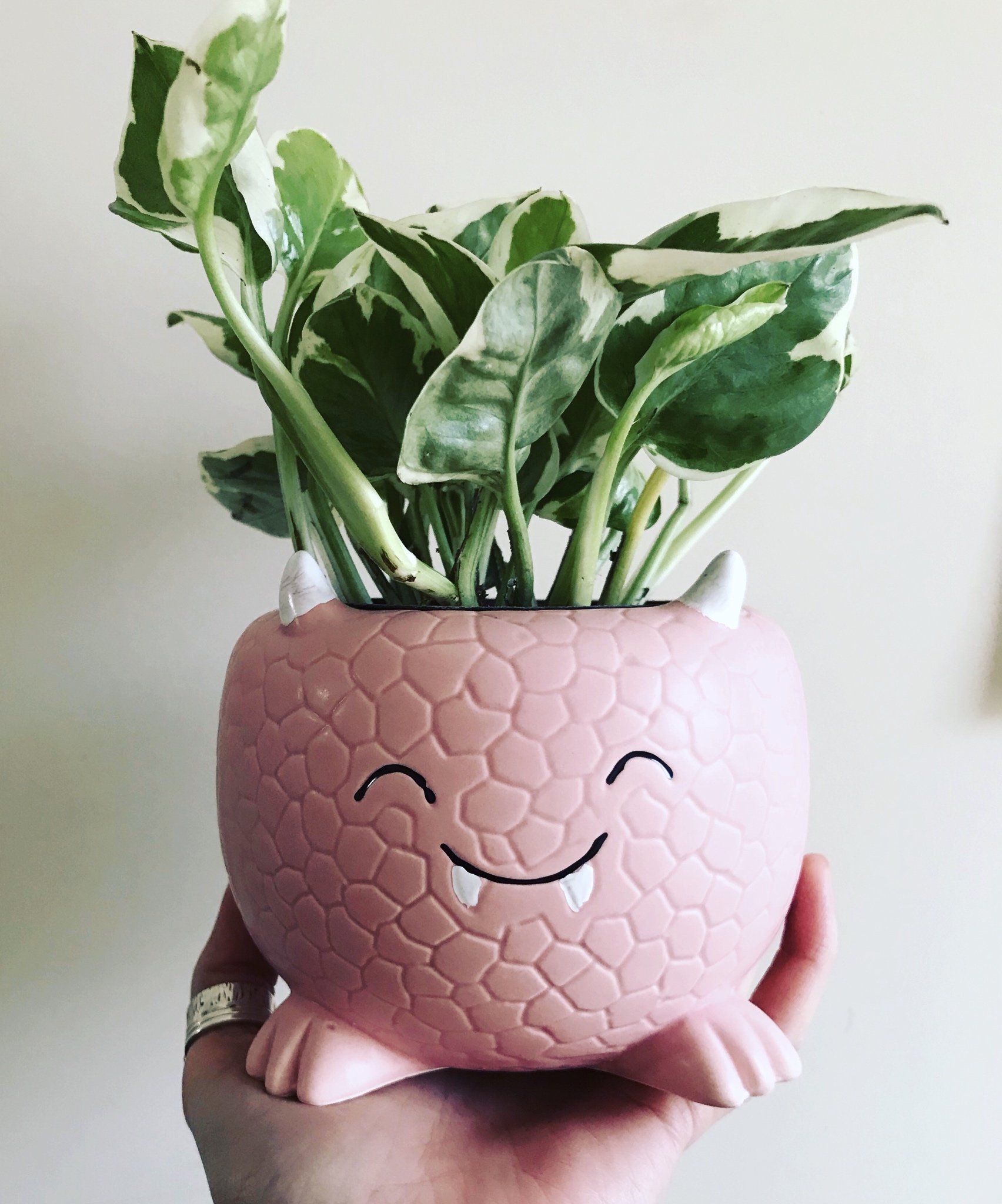 Stopped by TJ Maxx today in hopes of finding flower pots. This was the