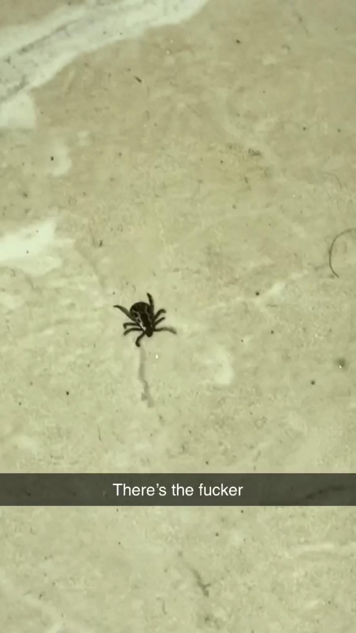 Tick that bit me on the dick in Oregon/California border. r/whatsthisbug