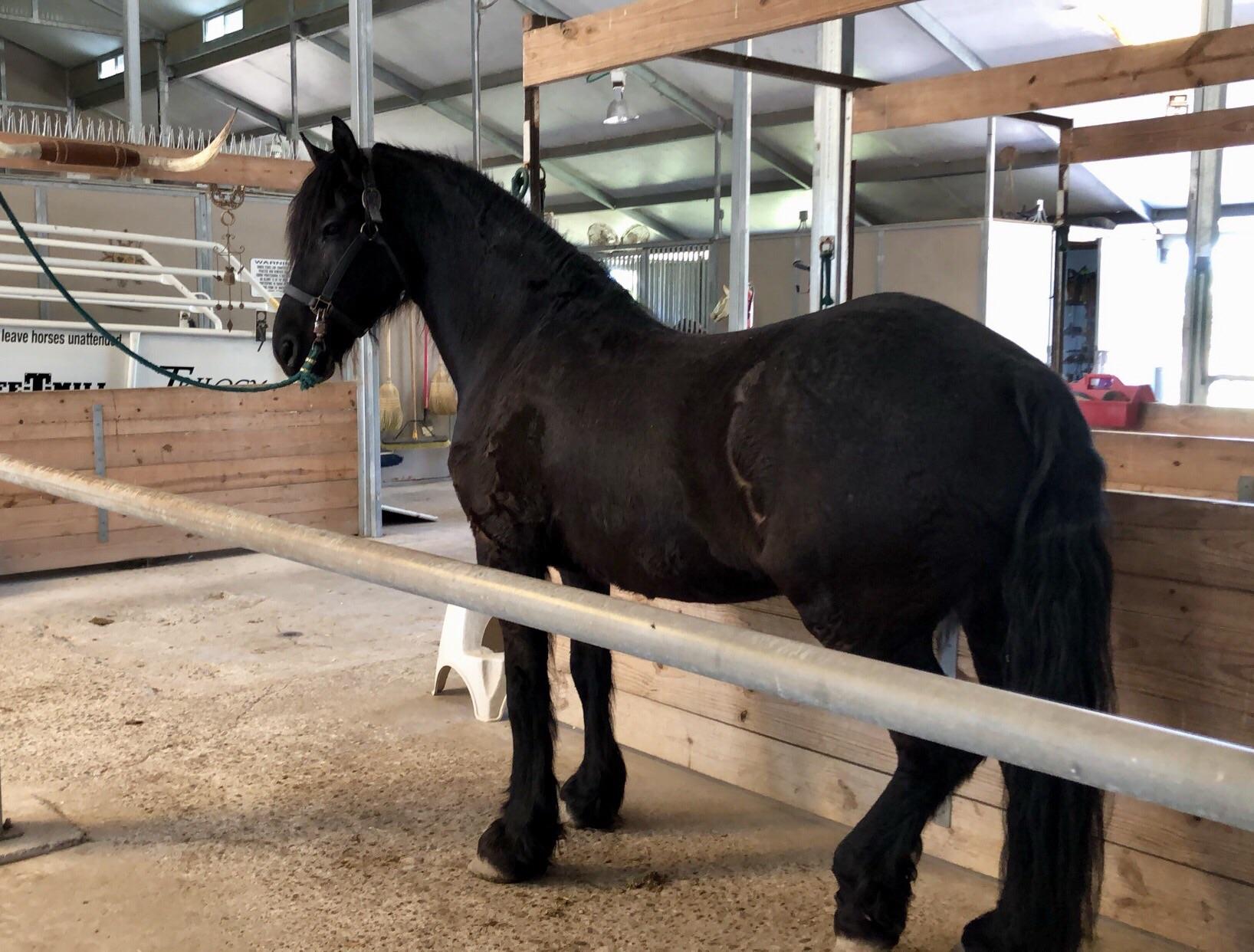 He’s finally starting to shed his winter coat, He’s looking nice so far! r/Horses