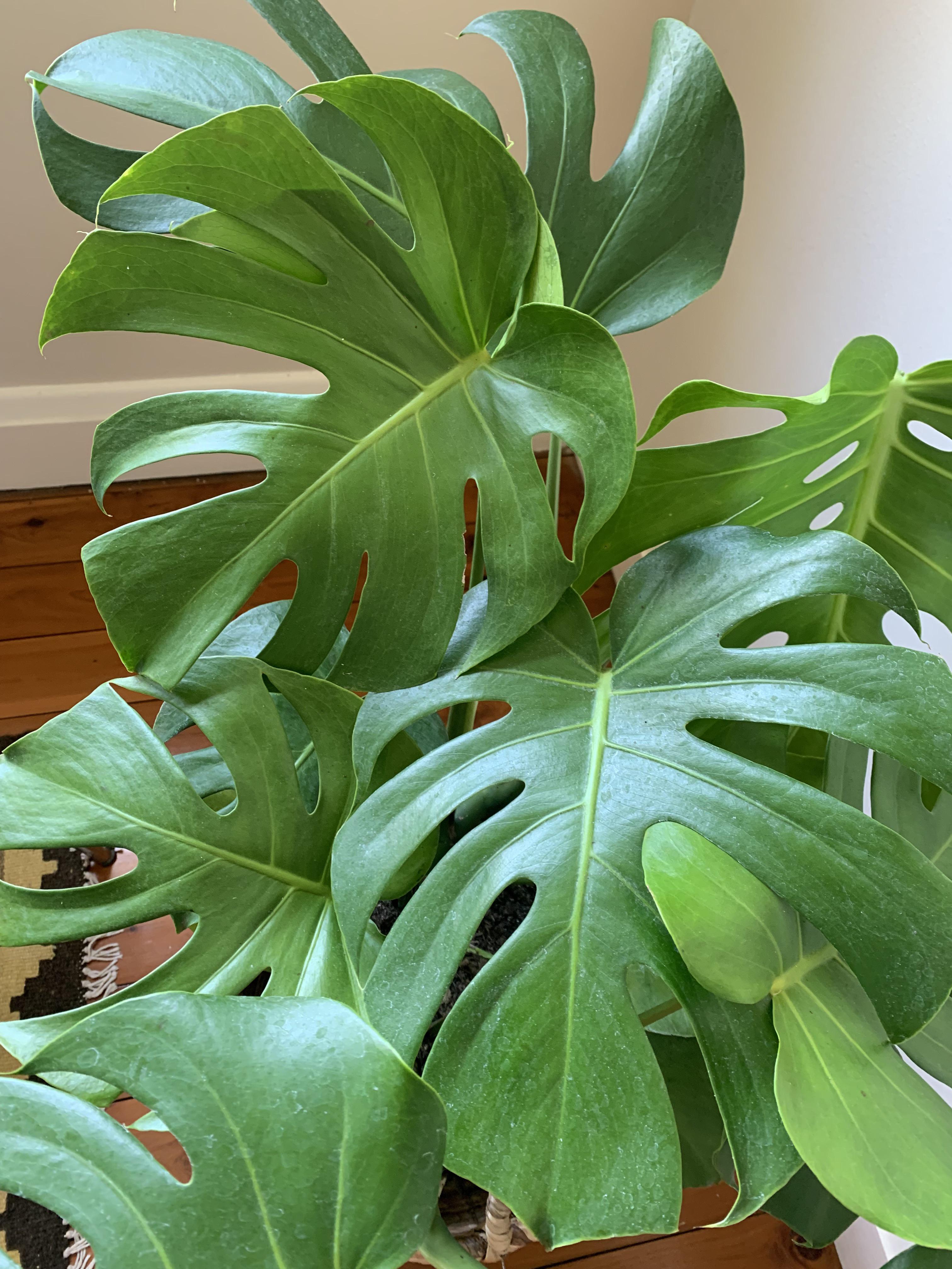 Is this guy a monstera deliciosa or a splitleaf philodendron? I picked