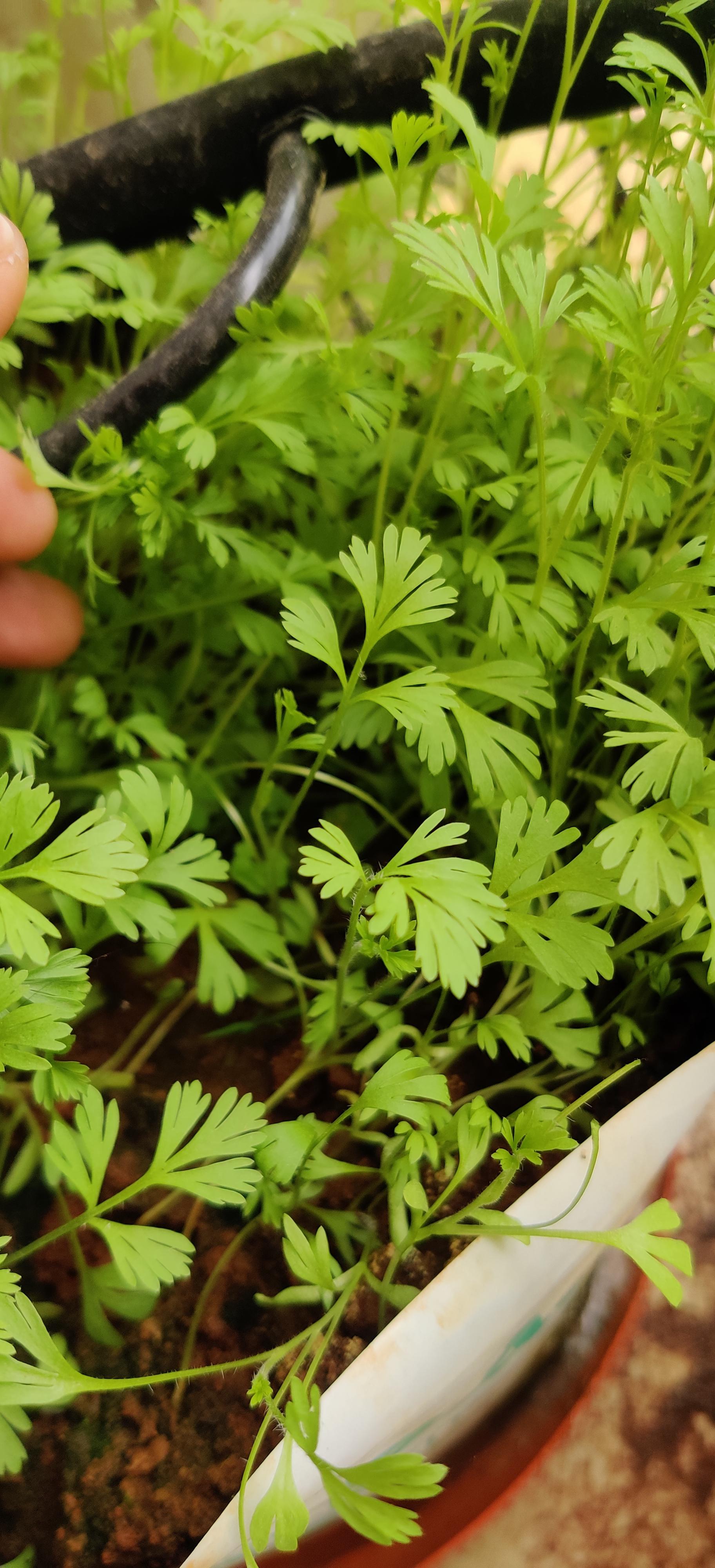 I know it's cilantro (coriander) growing in my pot, but it does not