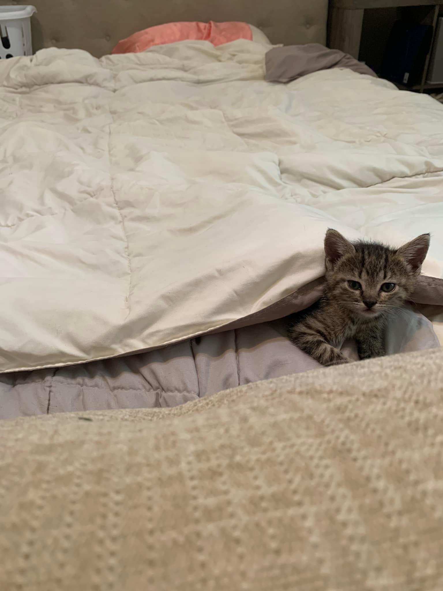 The tiny foster kitten loves the comforter r/kittens