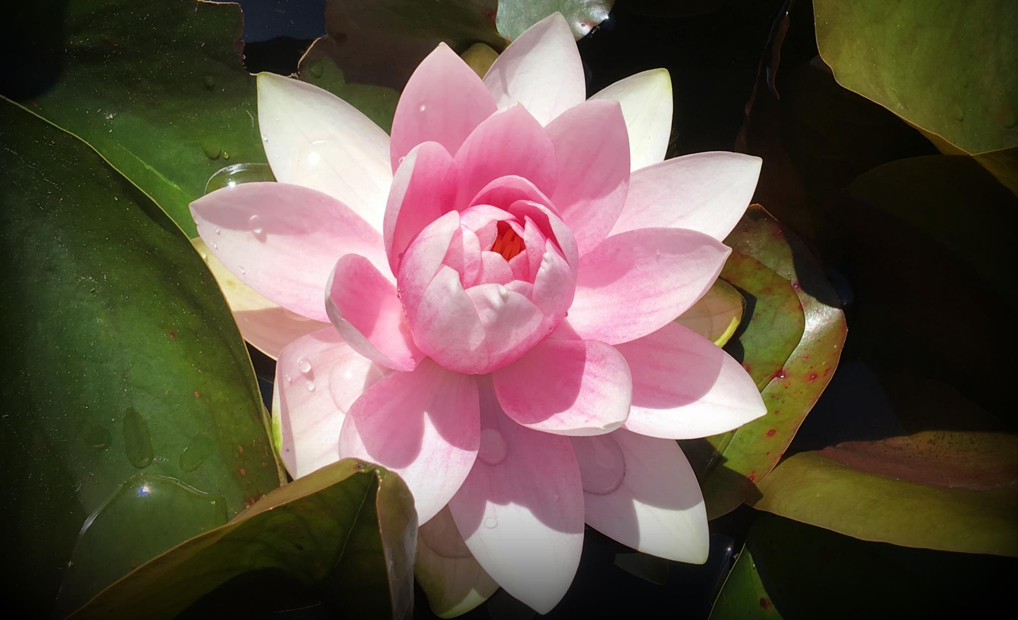 Pink lotus (Nelumbo nucifera) in the VanDusen Botanical Gardens of