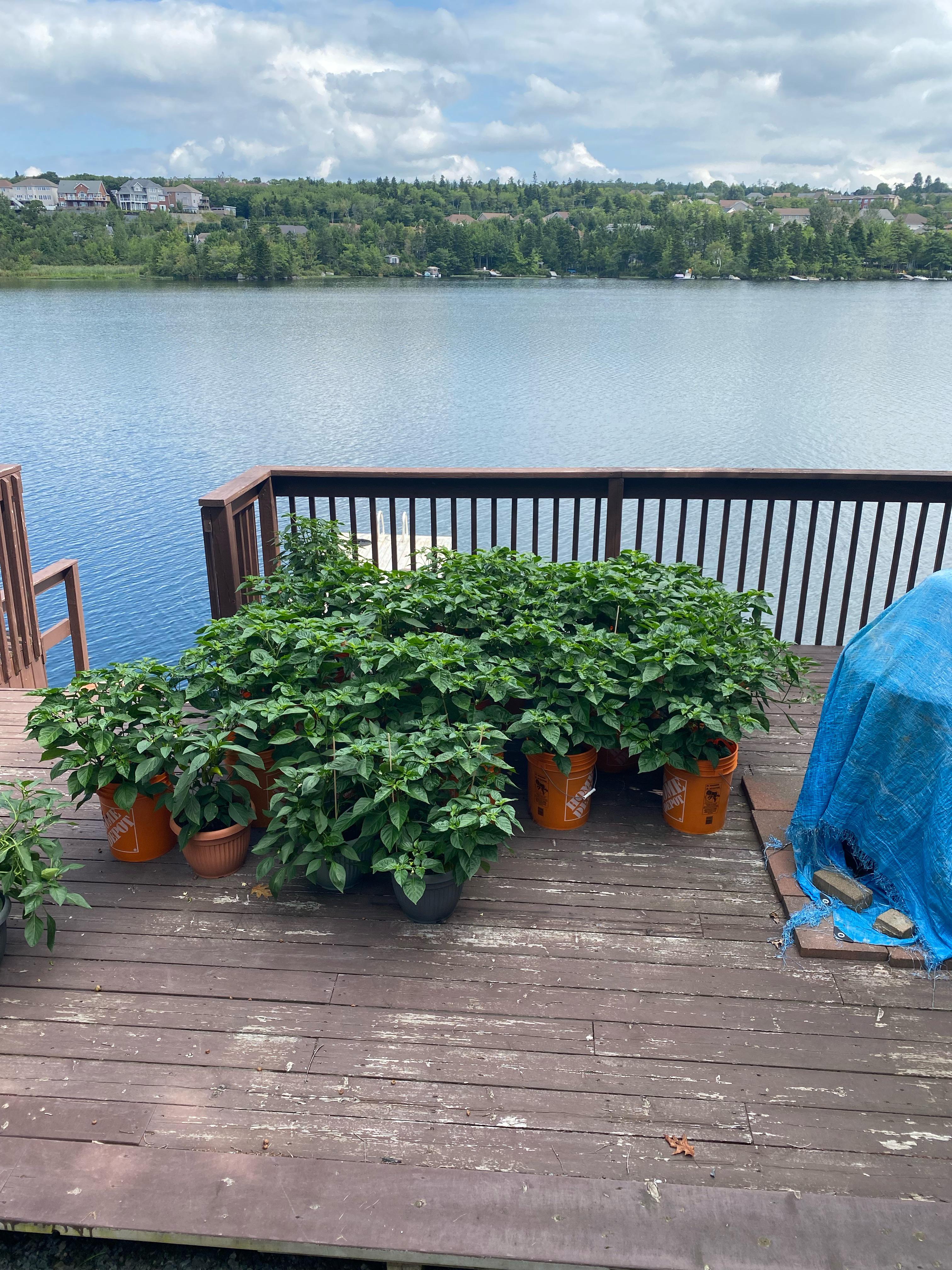 In Zone 6b. All plants have flowers and small peppers. Should I thin