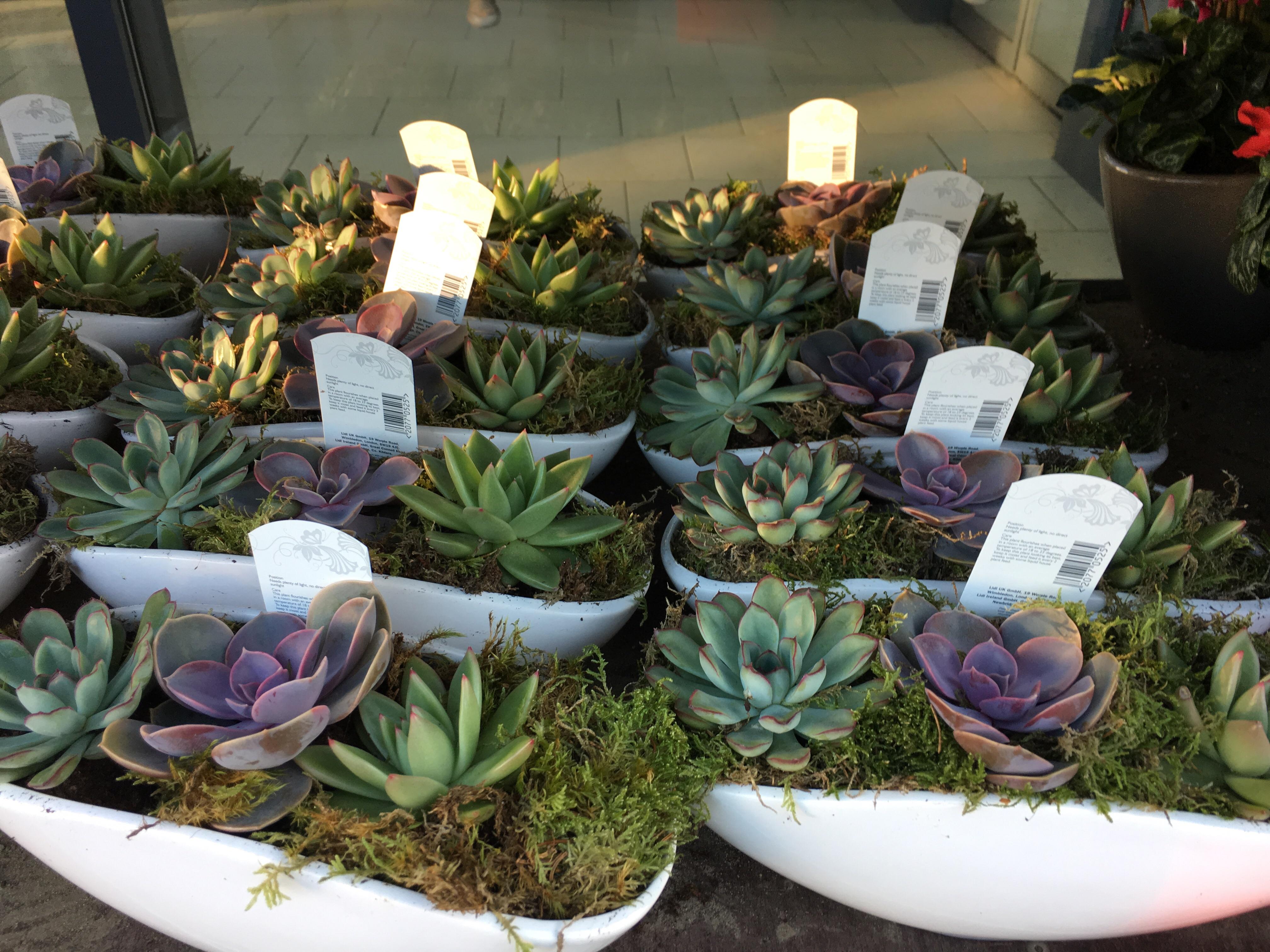 UK Lidl succulent arrangements in store from today r/succulents