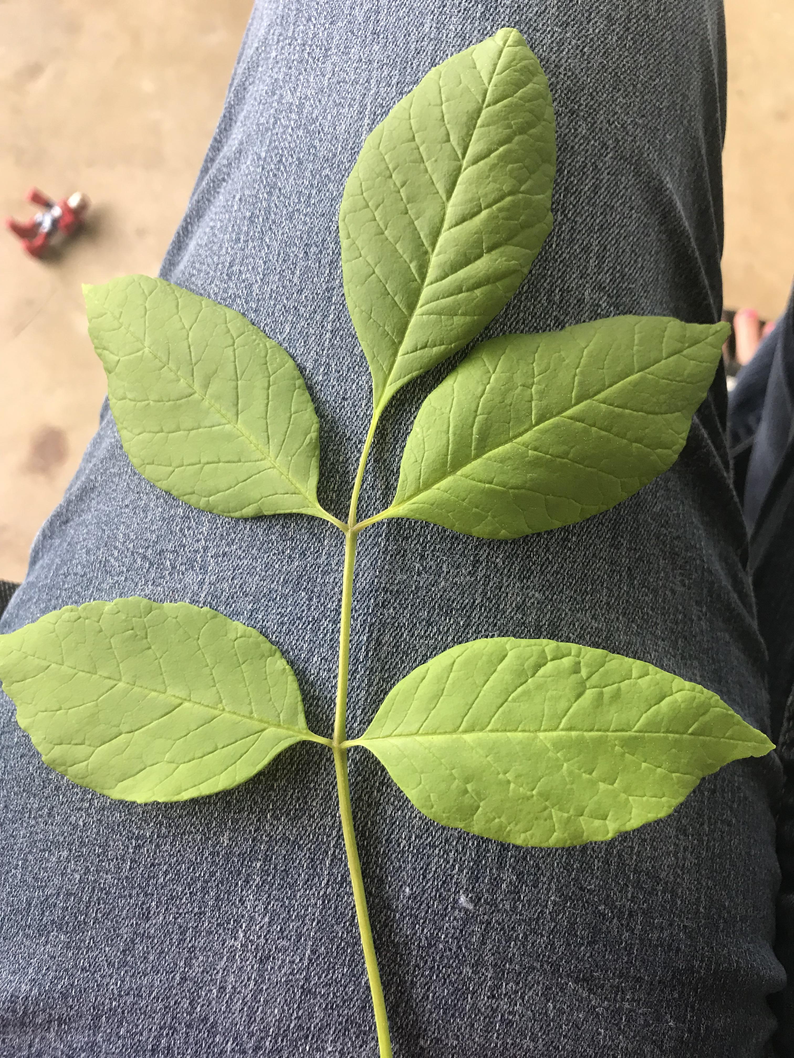 Does anyone know if this could be an ash leaf? We just moved in and the