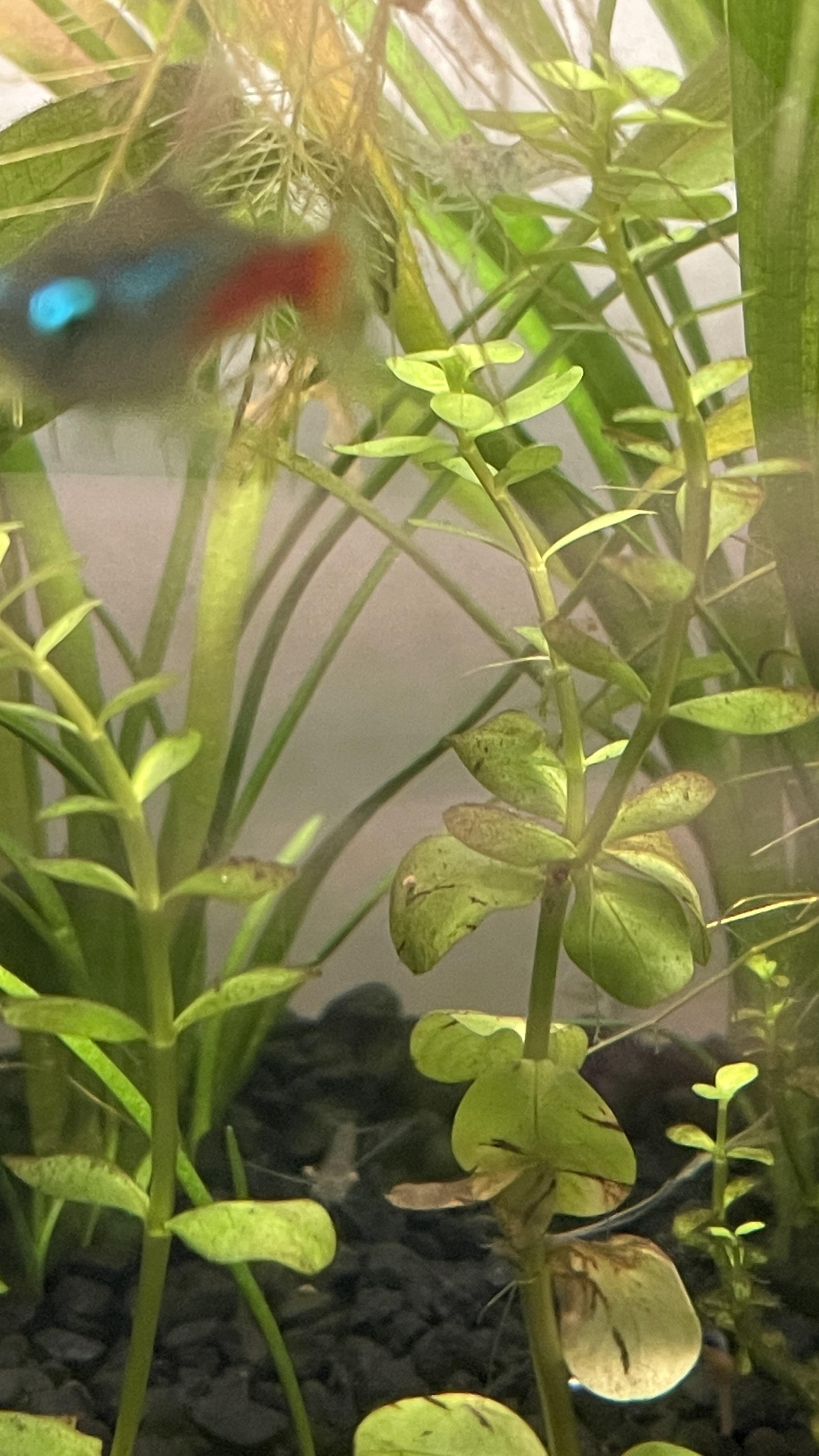 Are my leaves browning or is it brown algae? r/Aquascape