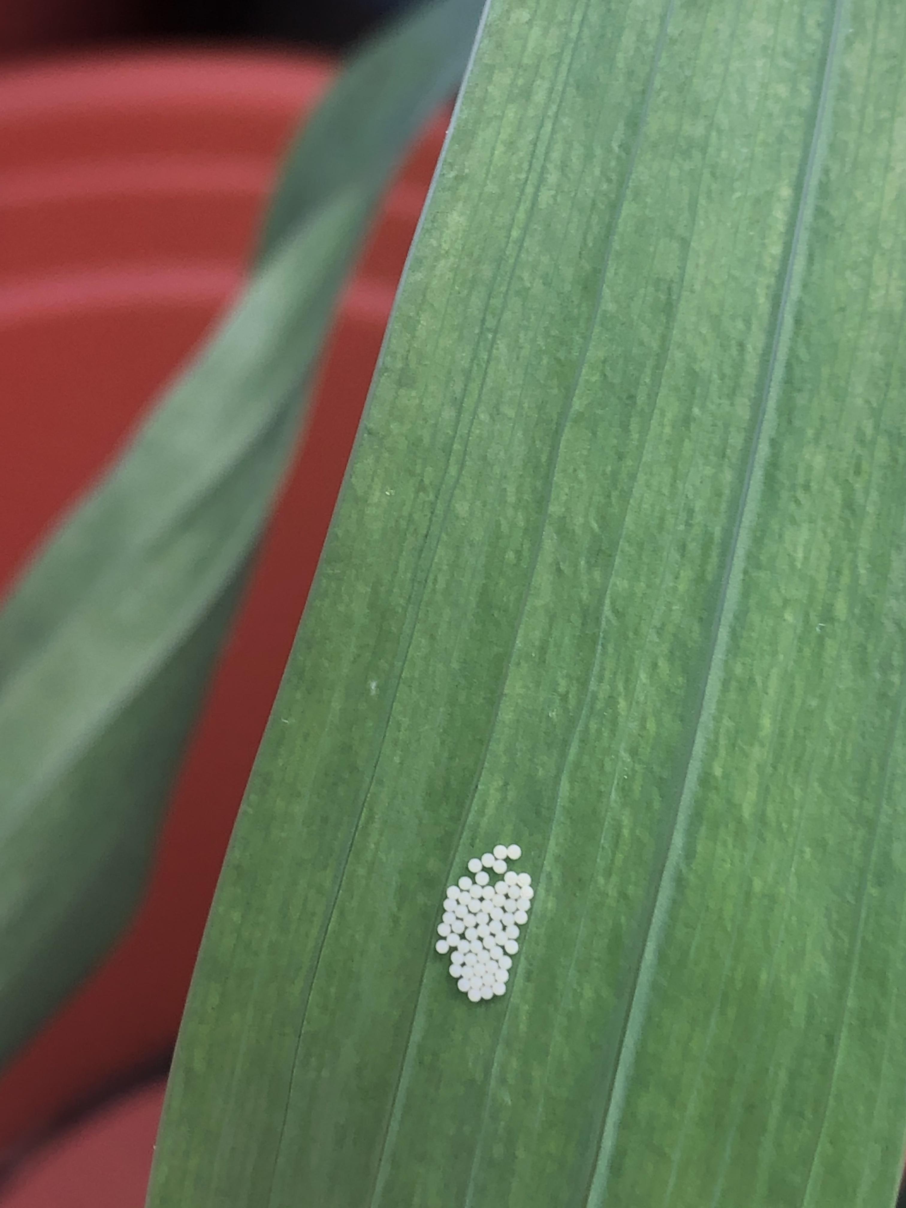 Any ideas on what these eggs could turn out to be that are on my gladiolus leaf (Liverpool UK
