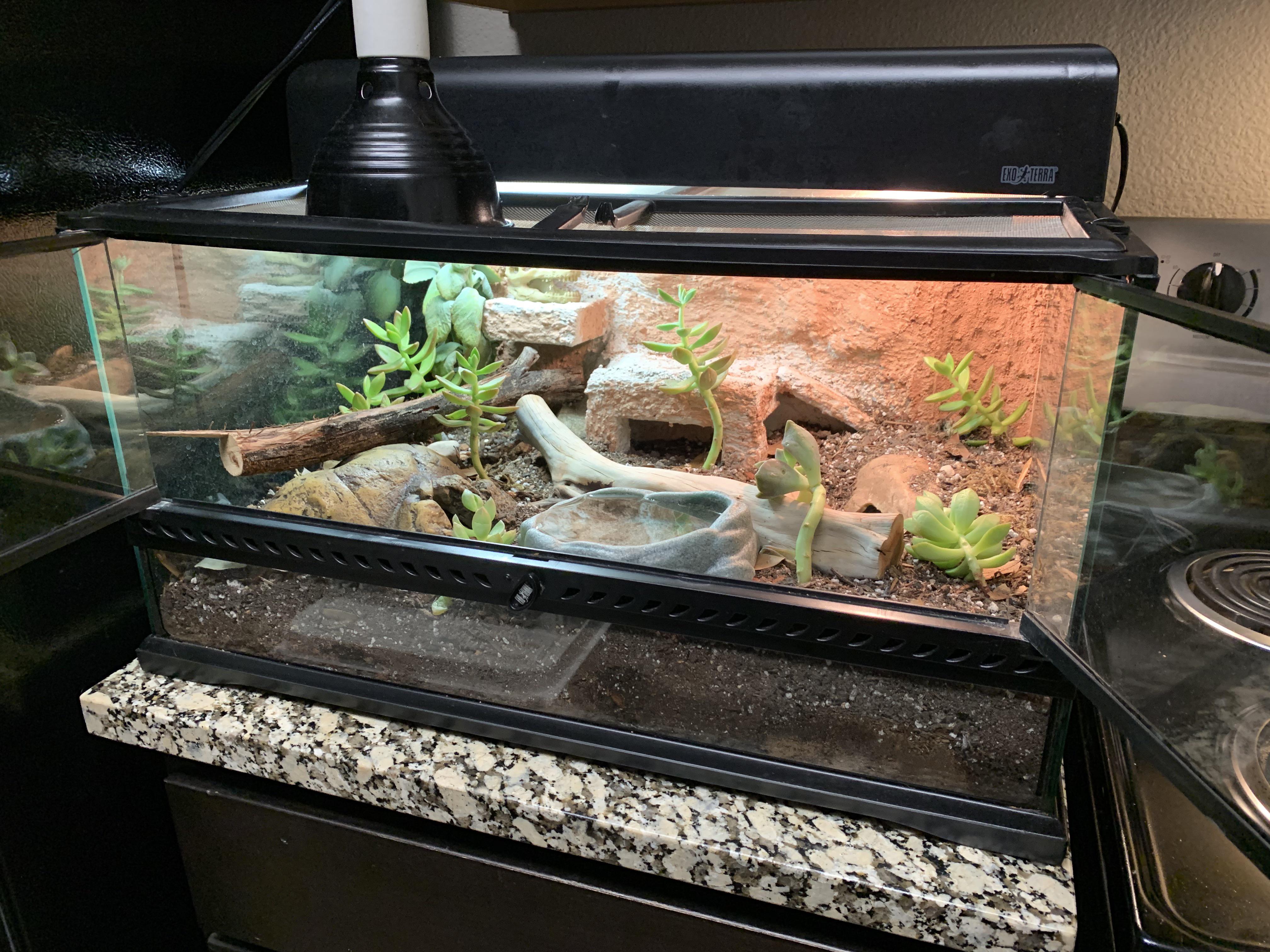 My leopard geckos new bioactive is done! 🙏🏾 😁 One buried humid hide