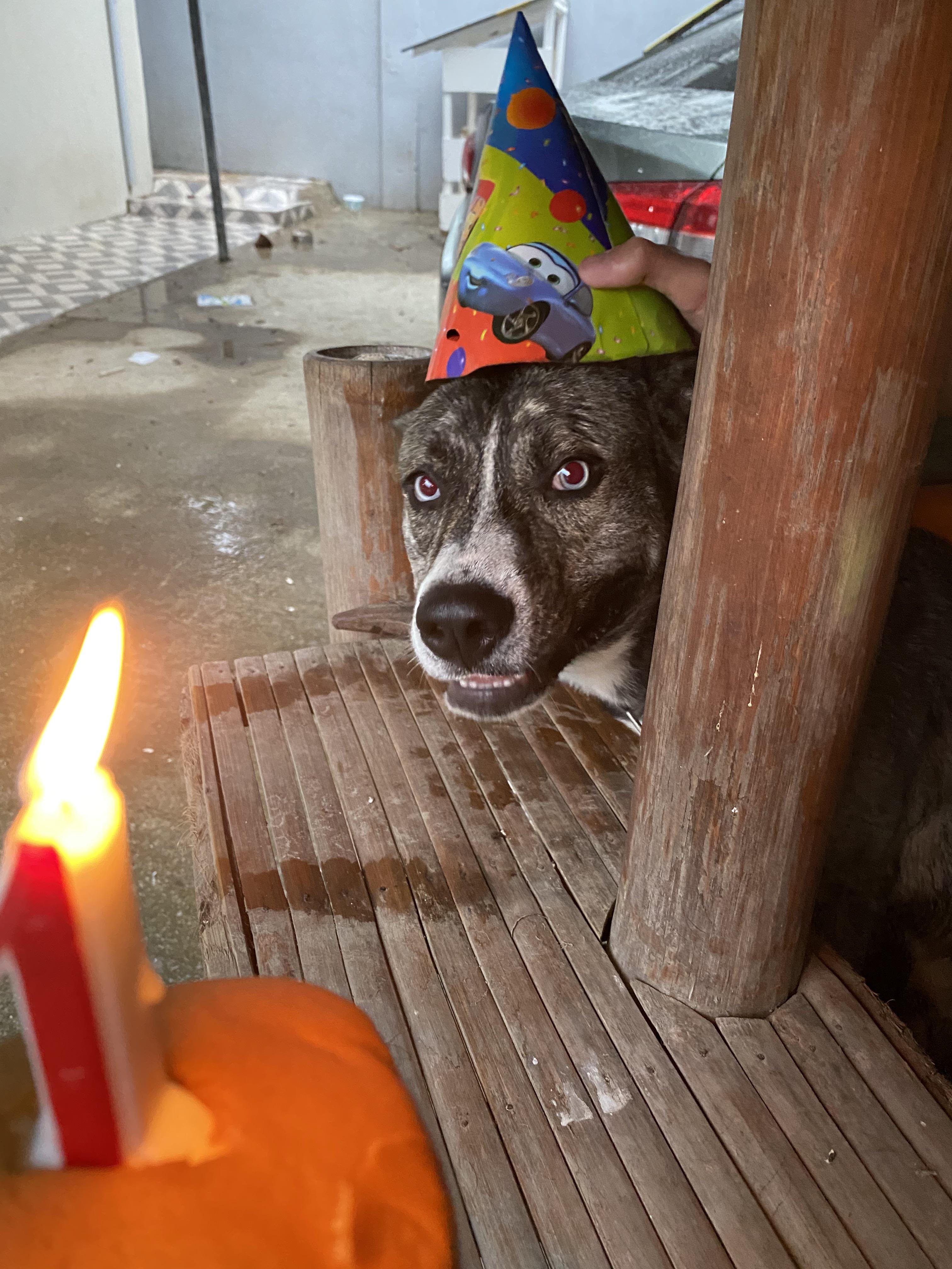 Our dog turned 1 year old r/pics