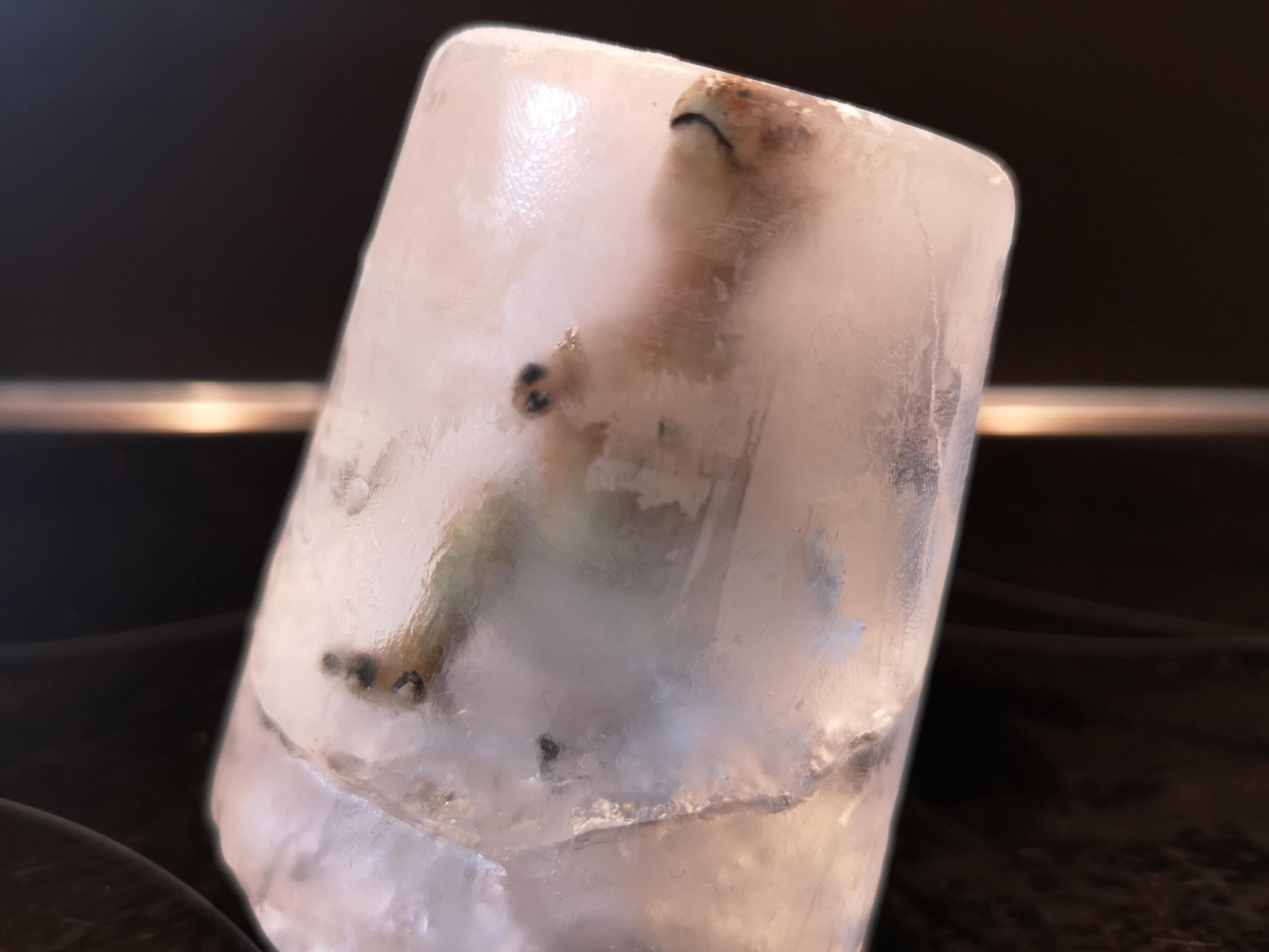 BREAKING NEWS Complete dinosaur found frozen in ice r/pics