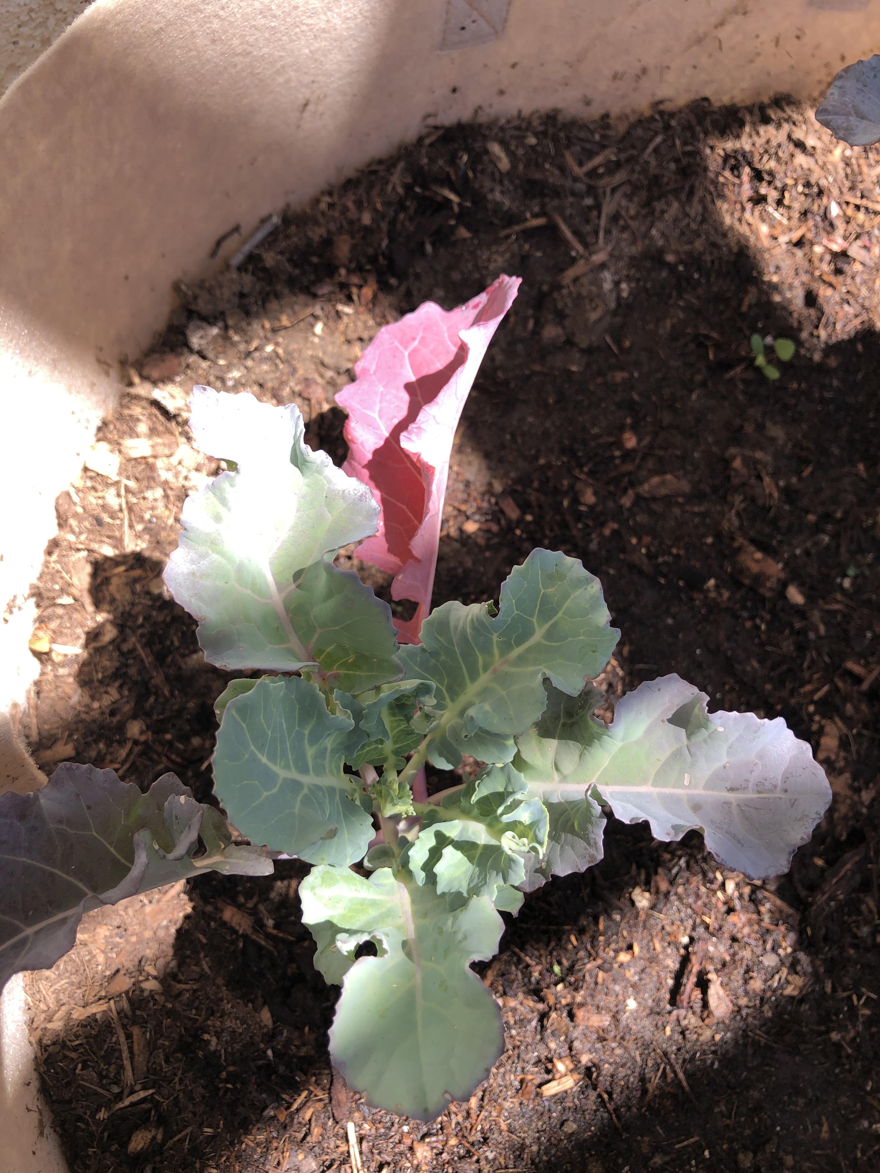 My broccoli plants haven’t grown and have purple and reddish leaves. I