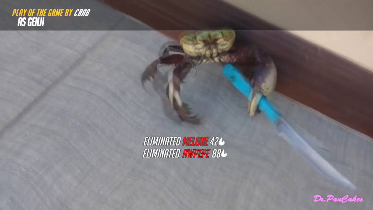Are knifewielding crab or memes of the sort a good way to diversify my