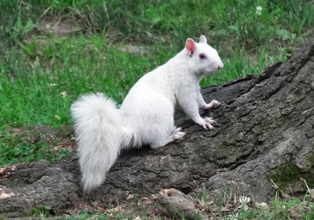 White squirrel, one of many in Olney, Illinois r/aww