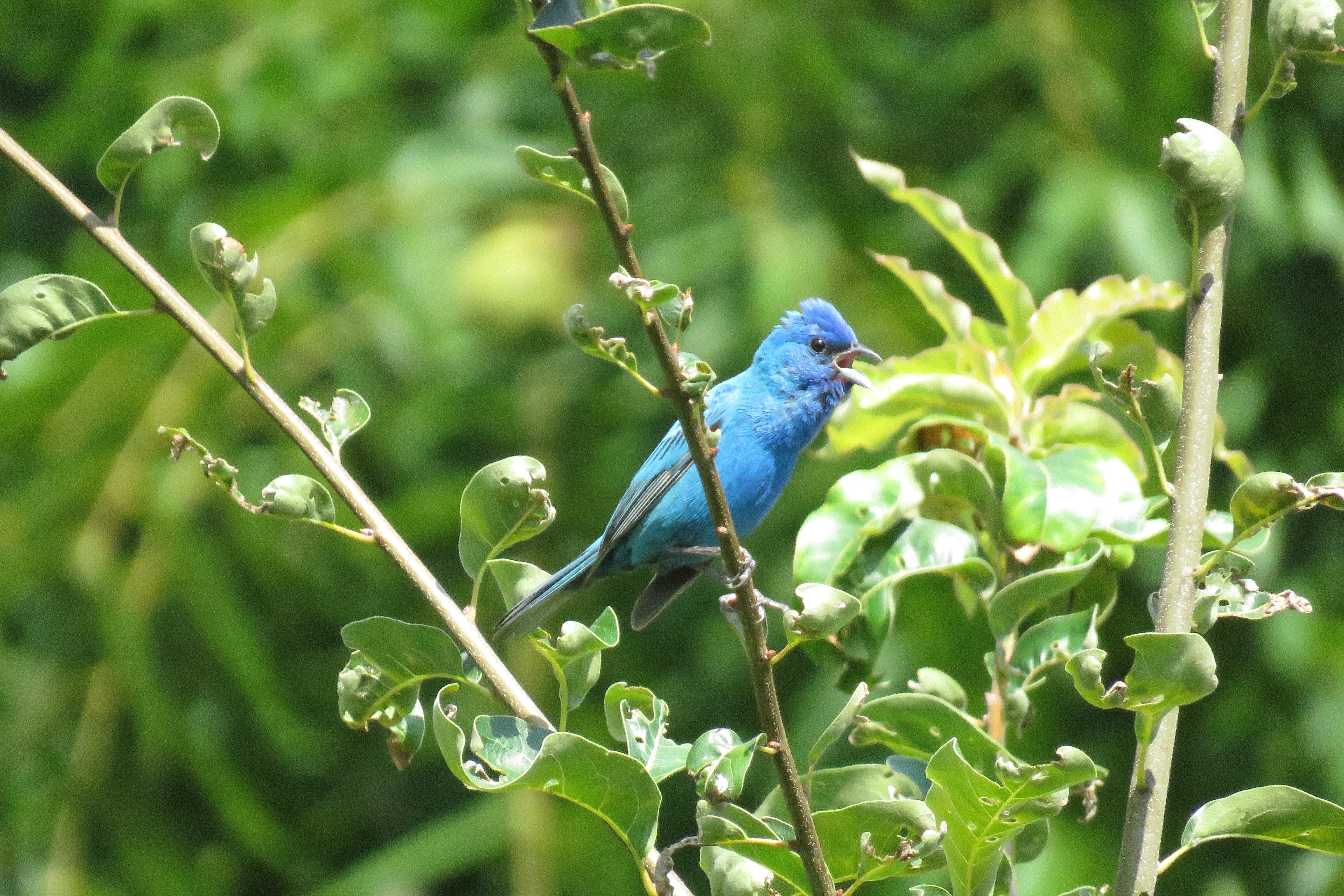 Indigo bunting Ohio r/birding