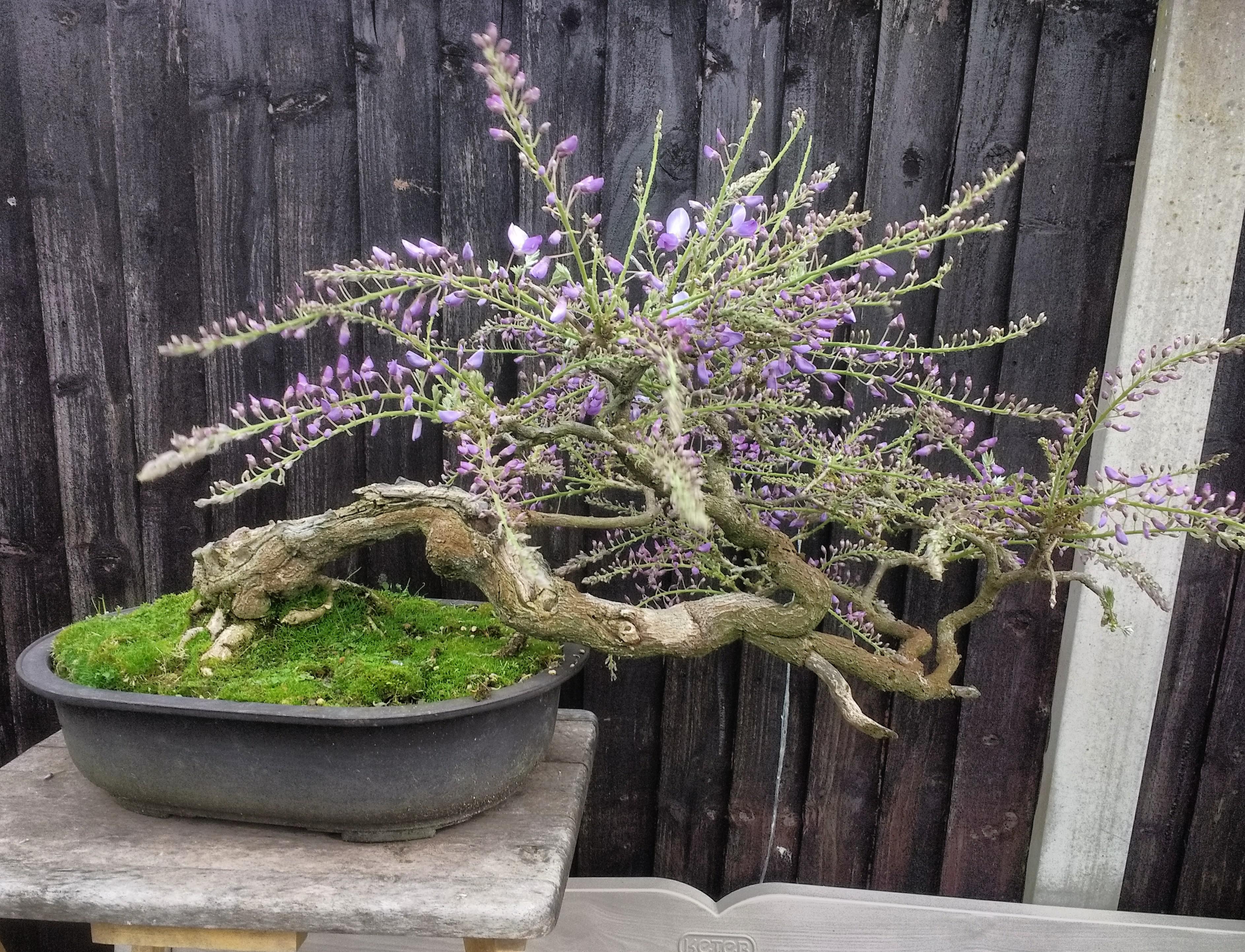Wisteria Sinensis a very treasured bonsai, given to me by a dear