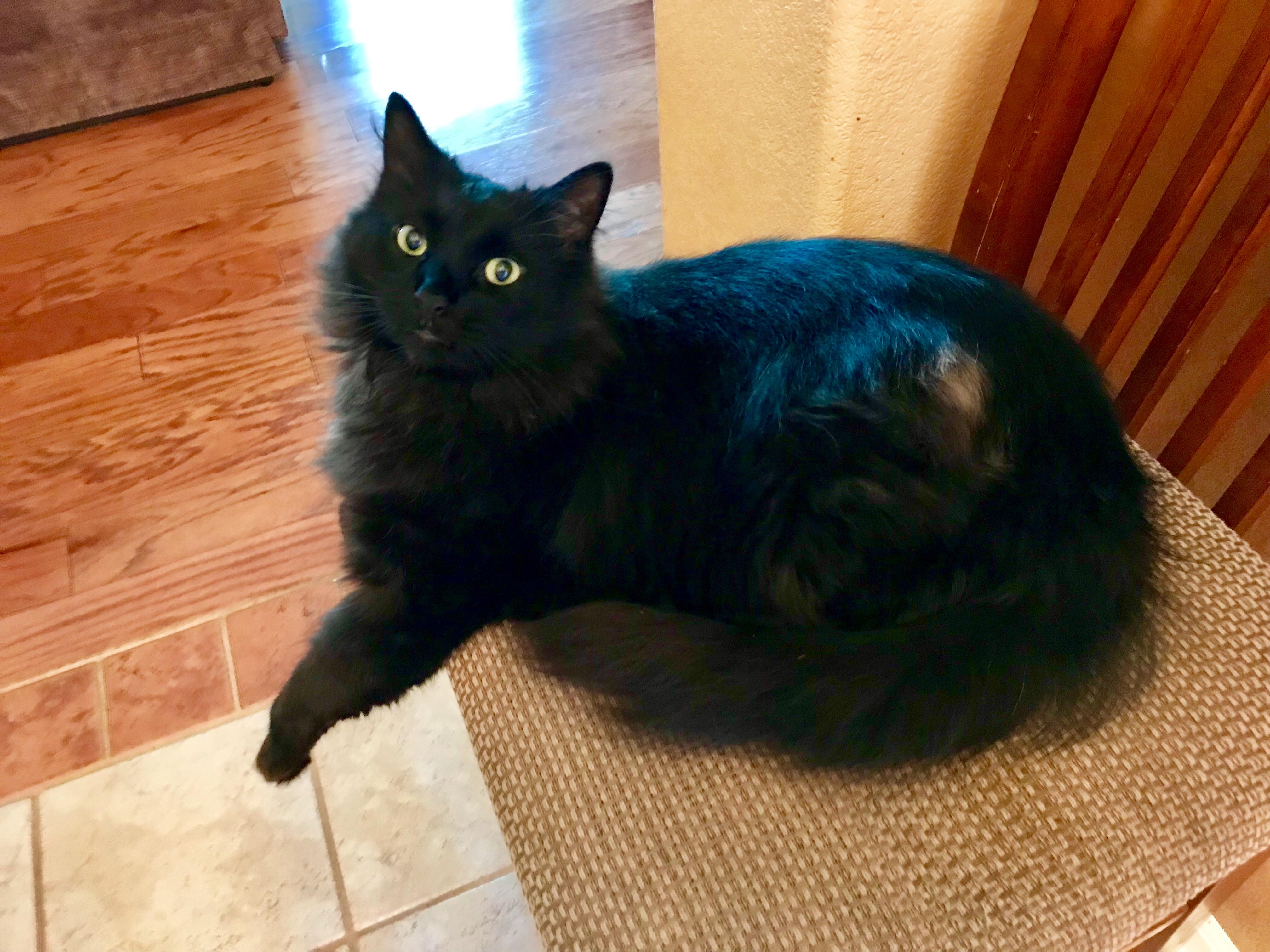 After an injury on his hip my black cat’s hair turned gray. r/blackcats