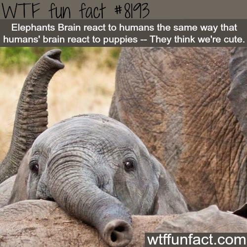 Elephants think we are cute r/Damnthatsinteresting