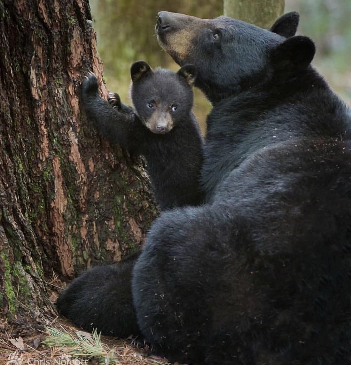 Protective Mama Bear With Cub r/hardcoreaww
