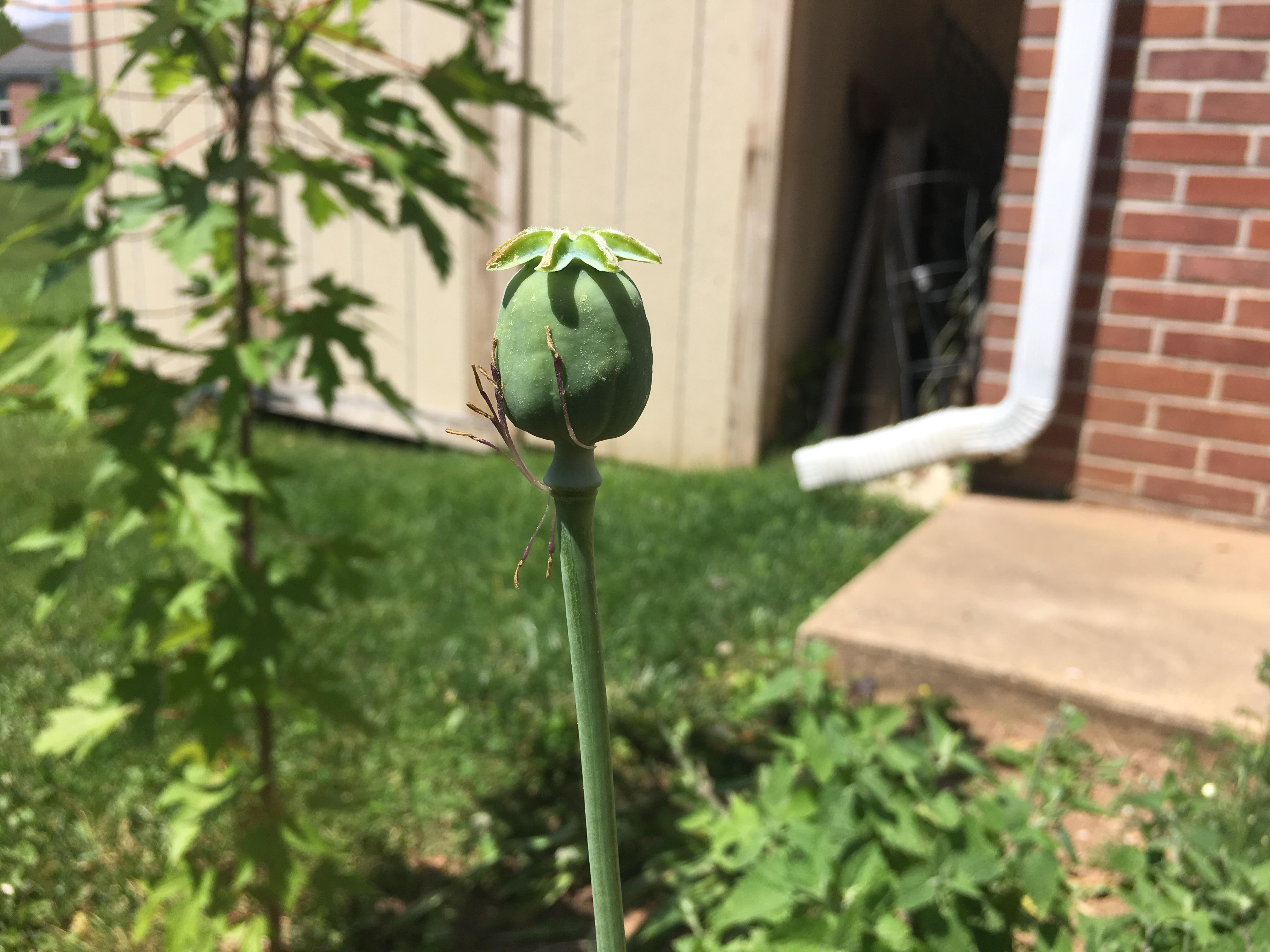 My poppy just finished blooming r/gardening