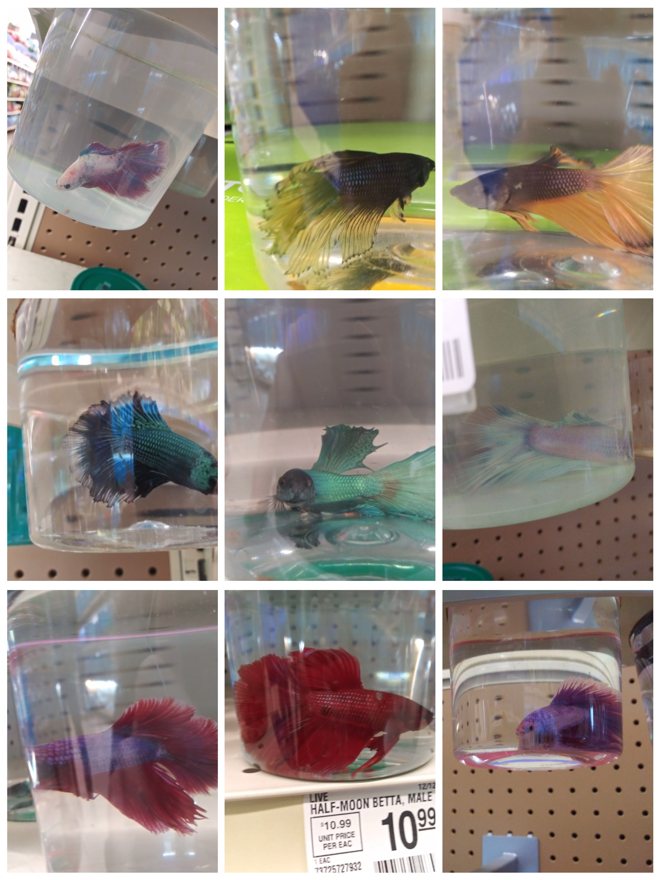 Whenever I go to a pet store I usually go to the betta section and take